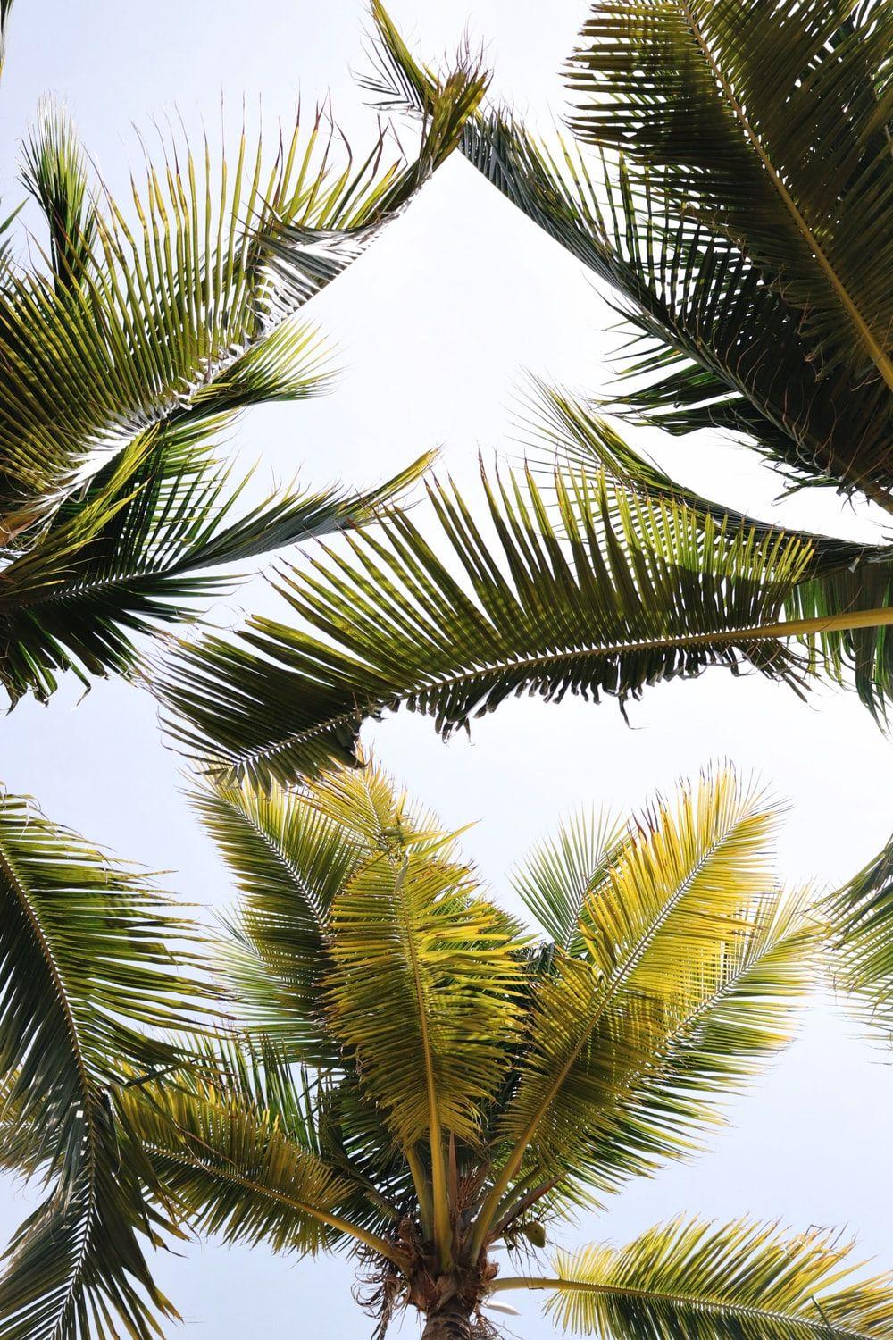 1000x1500 green coconut trees photo