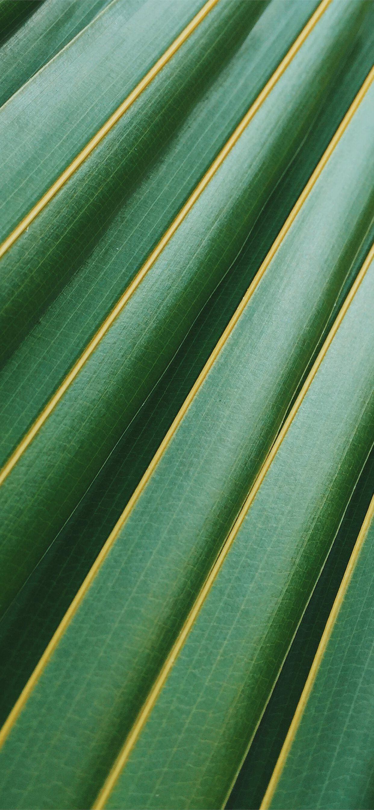1242x2688 coconut leaf iPhone 11 Wallpaper Free Download