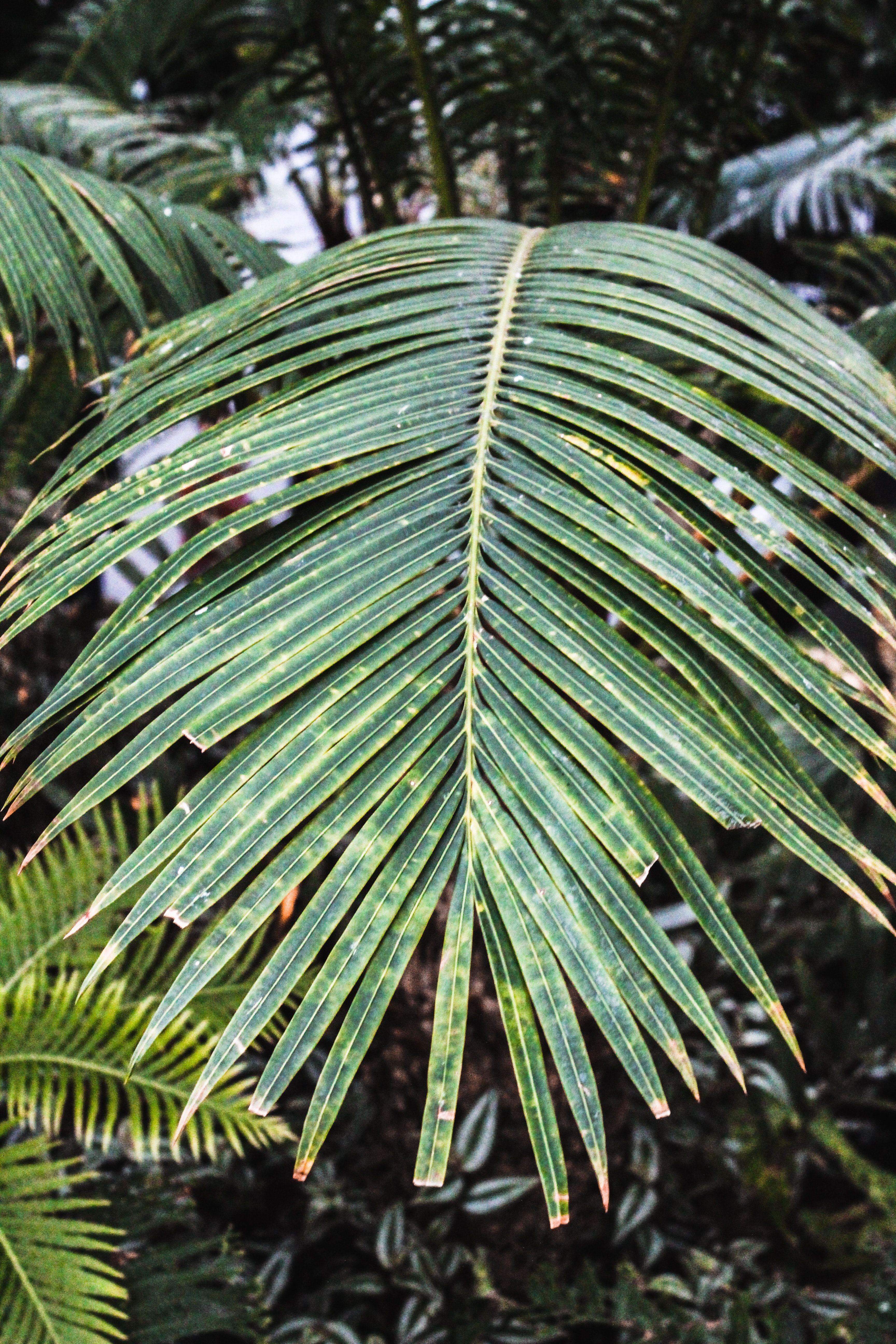 3456x5184 green coconut leaves photo