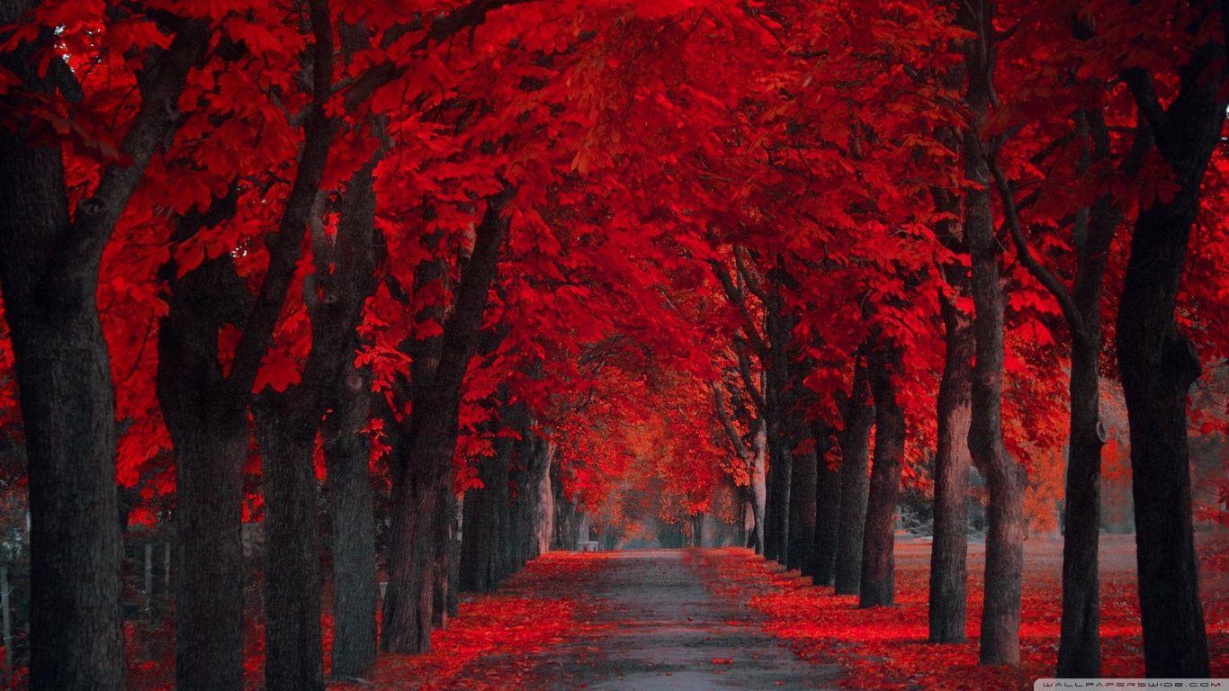 1366x768 Red Tree Wallpaper, Red Tree HD Background. W.Web Gallery