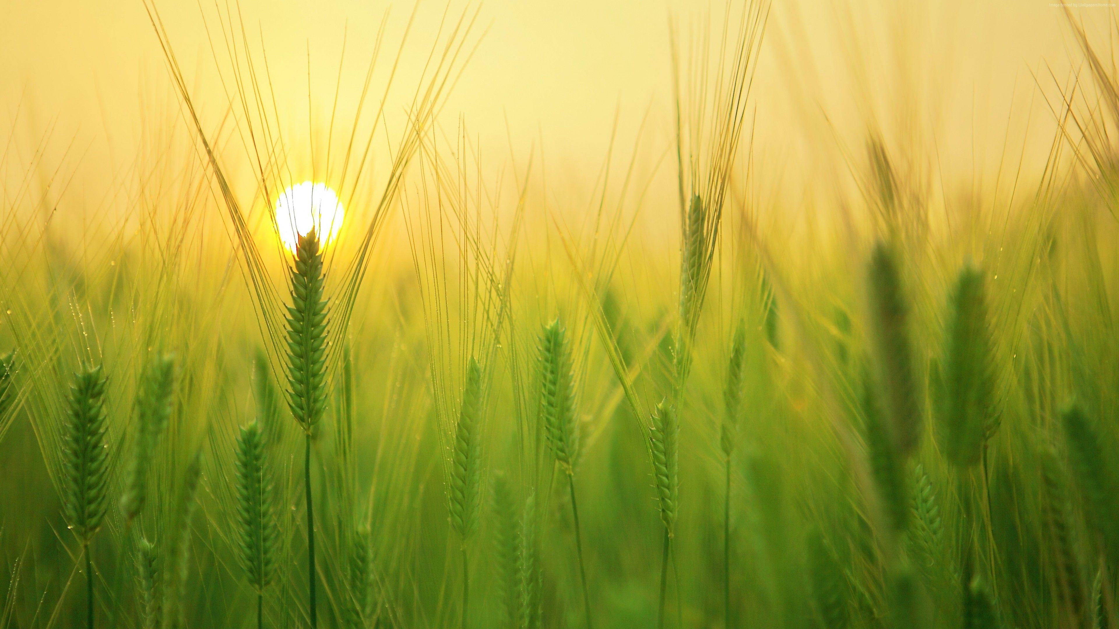 3840x2160 Wallpaper field, sunrise, 4k, Nature Wallpaper Download Resolution 4K Wallpaper