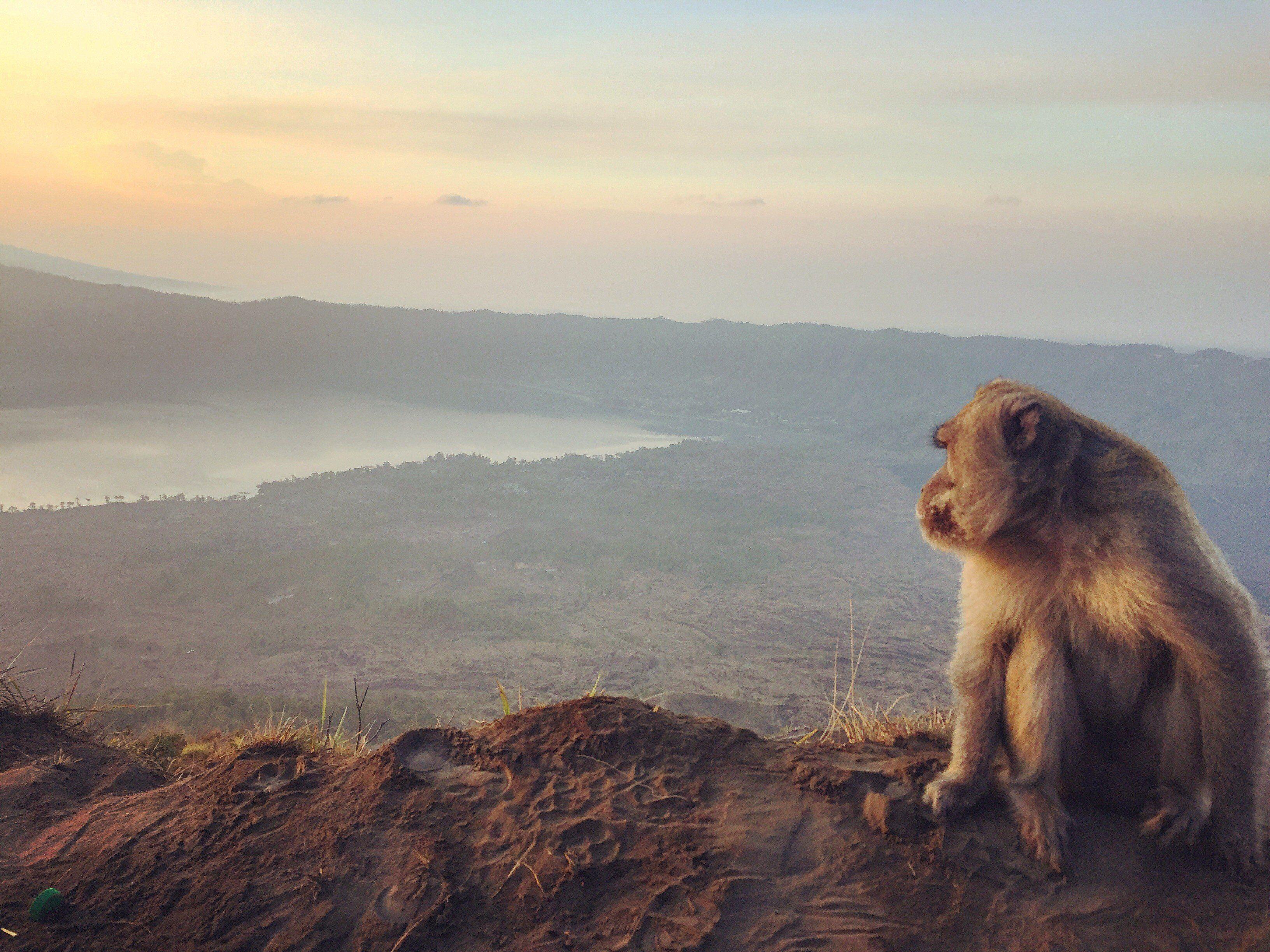 3264x2447 Bali, Monkey, Volcano, Sunrise HD Wallpaper / Desktop and Mobile Image & Photo