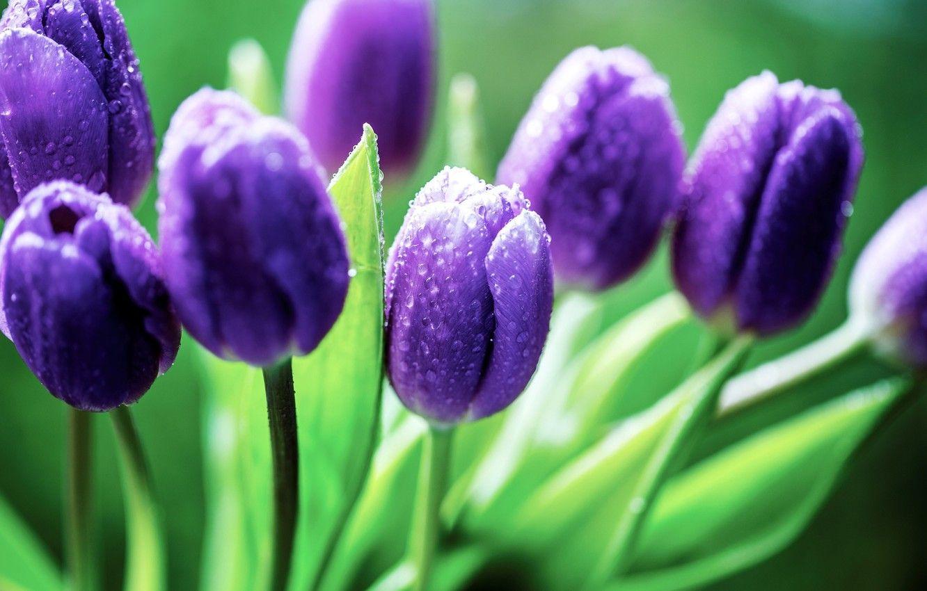1332x850 Wallpaper green, colors, nature, flowers, water drops, purple flowers, purple, dew, petals, Tulips image for desktop, section цветы