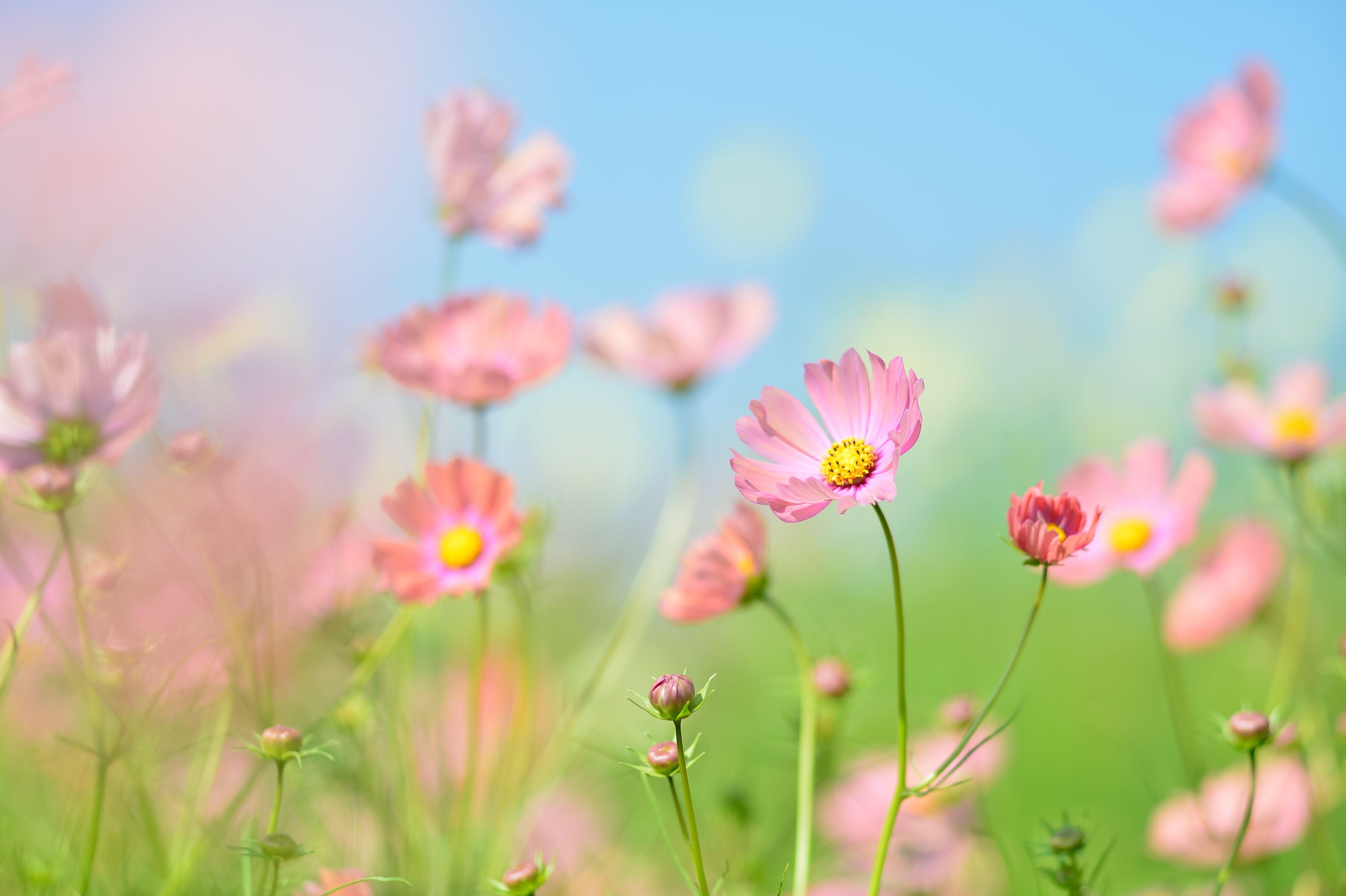 4928x3280 Flower garden 4K Wallpaper, Cosmos flowers, Summer, Daytime, 5K, Flowers