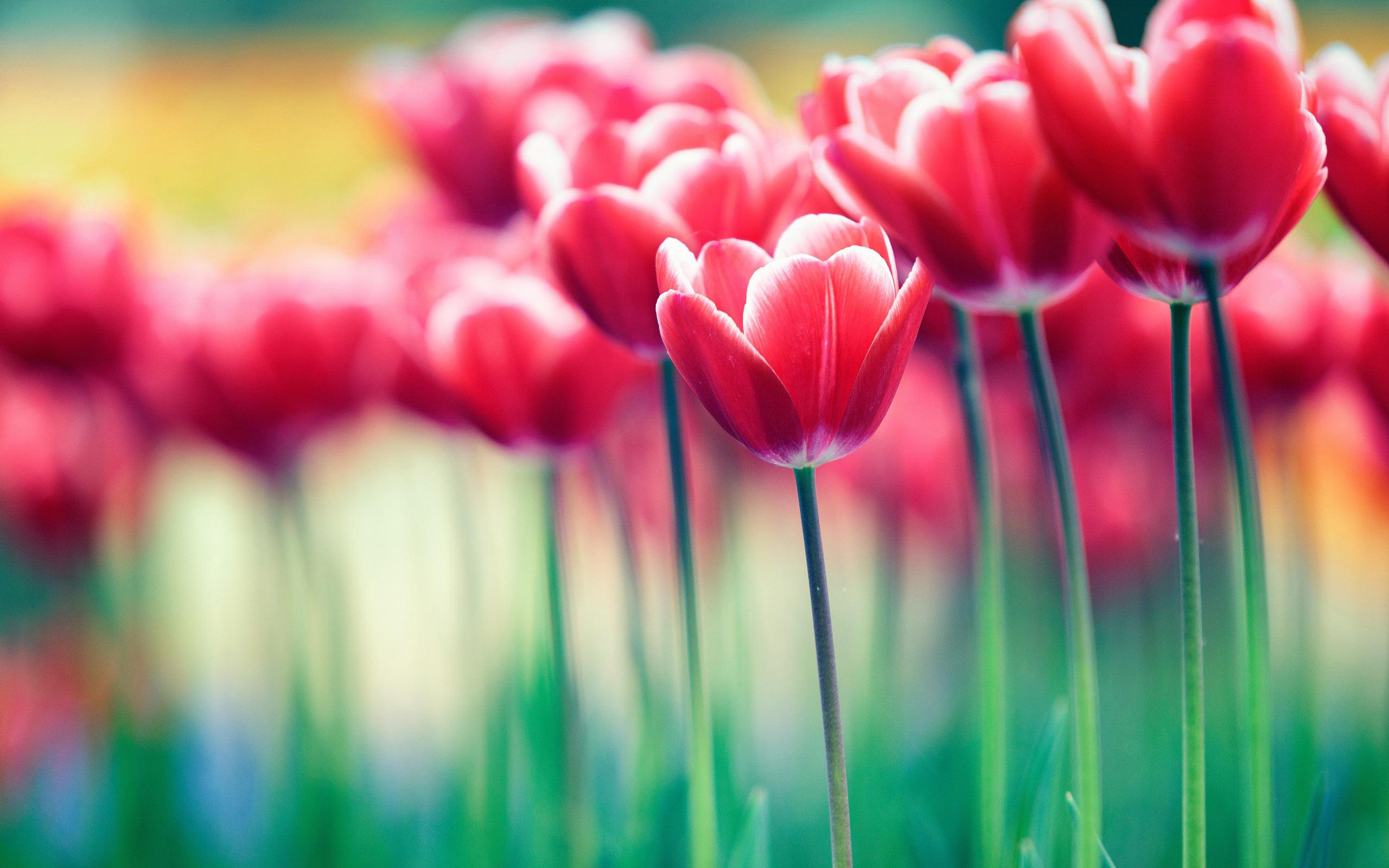 Spring Flower Garden Desktop Wallpapers - Top Free Spring Flower Garden ...