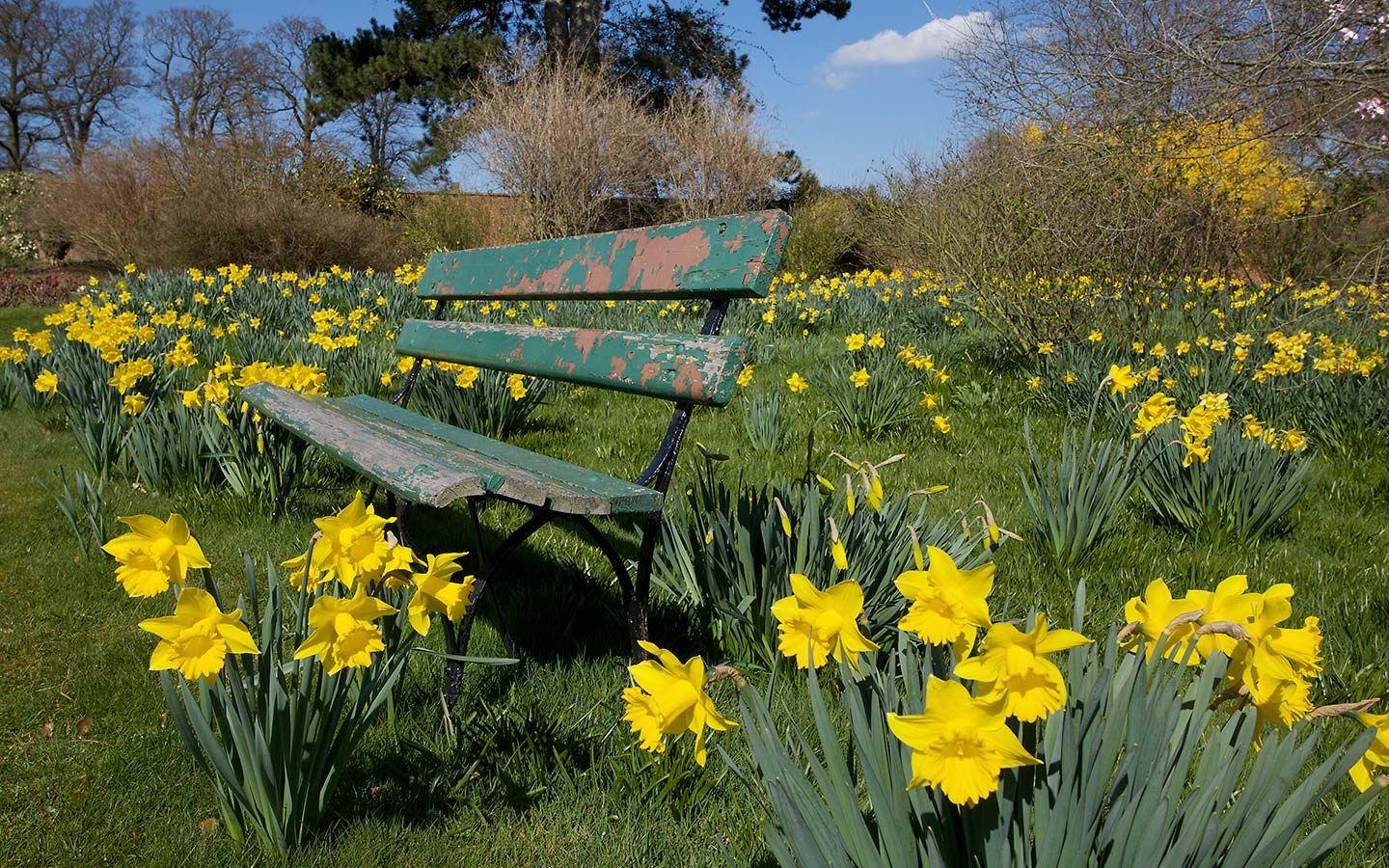 1440x900 Beautiful Spring Picture. Daffodils Flower Garden Wallpaper. Daffodil gardening, Landscape wallpaper, Spring wallpaper