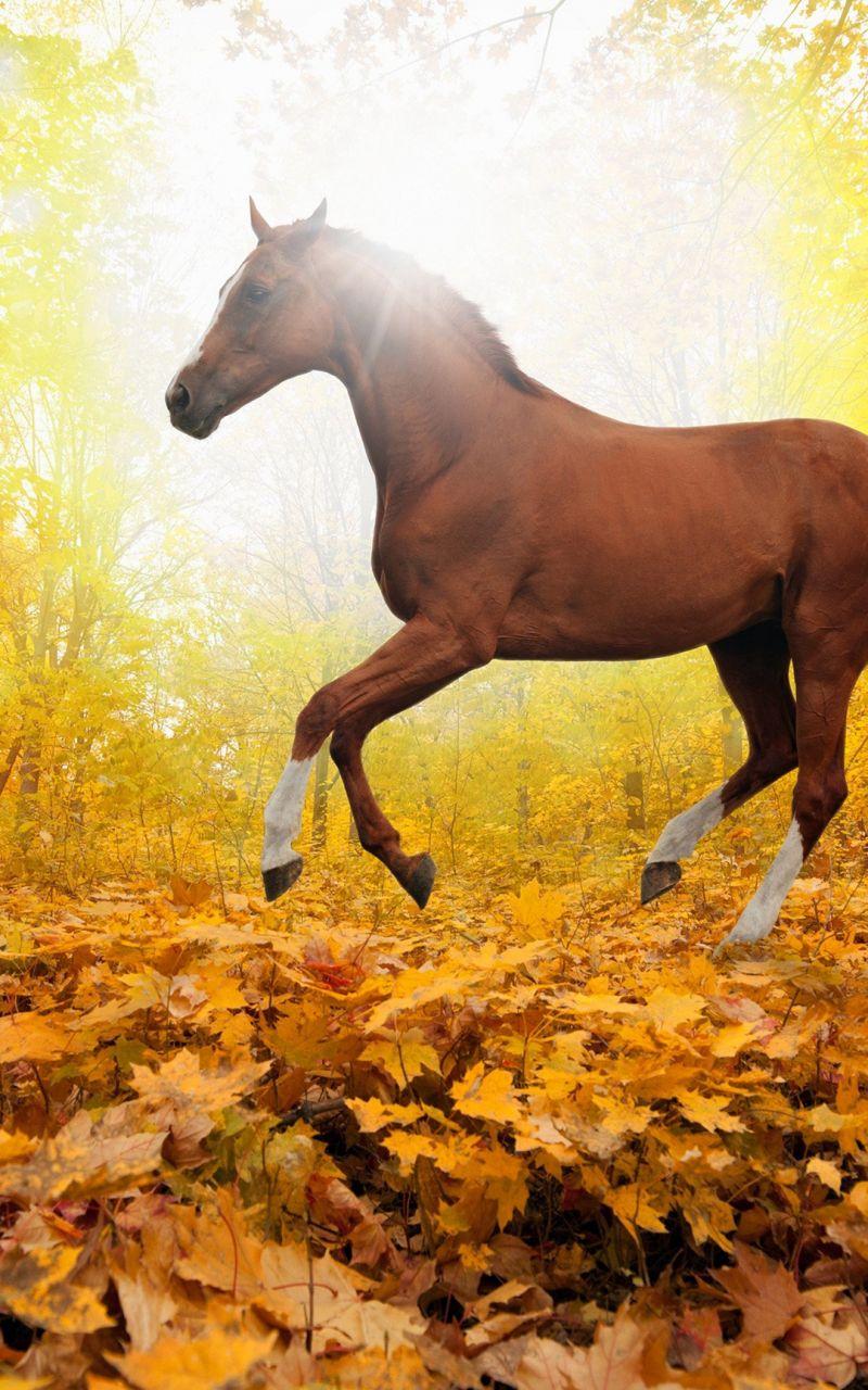 800x1280 Free download Fall iPhone Wallpaper [1080x1920] for your Desktop, Mobile & Tablet. Explore Beautiful Autumn Horses Wallpaper. Beautiful Autumn Horses Wallpaper, Beautiful Horses Wallpaper, Beautiful Autumn Wallpaper