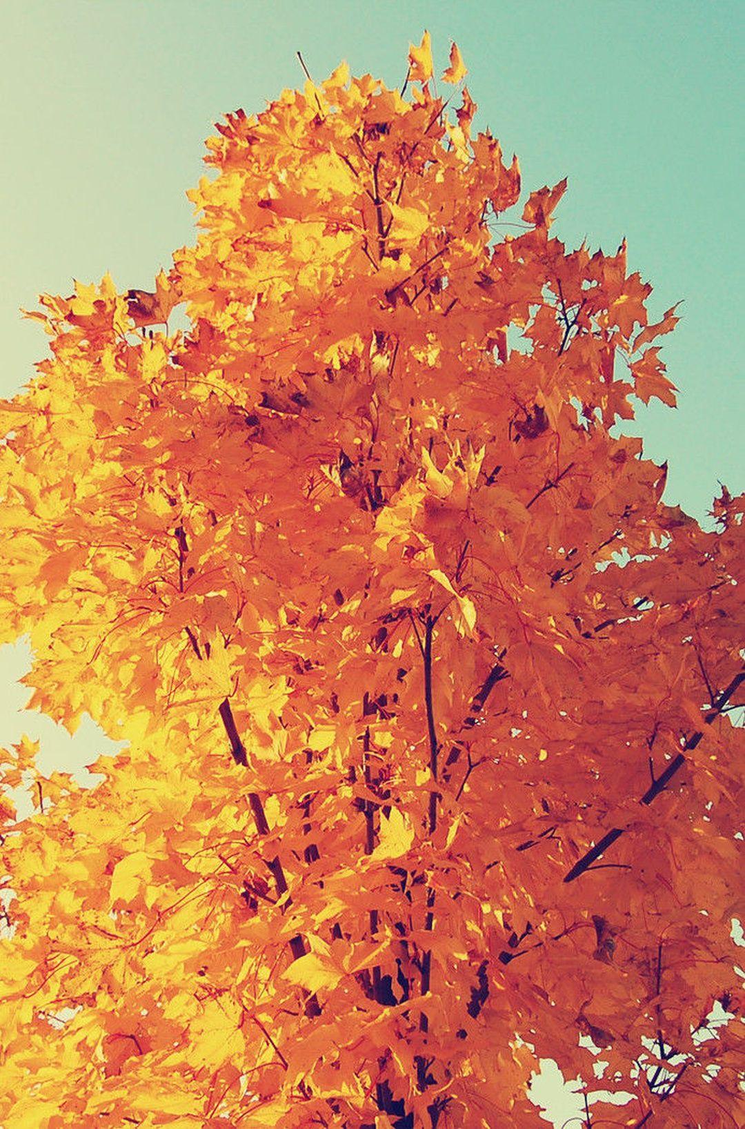 1080x1636 Fall iPhone Wallpaper HD