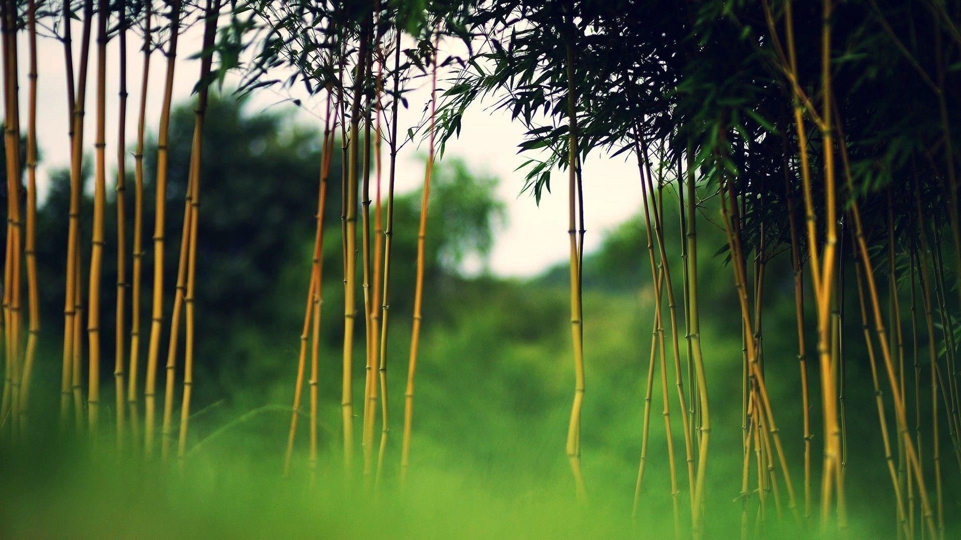 1920x1080 Bamboo Wallpaper: 26 Image, Nature Category