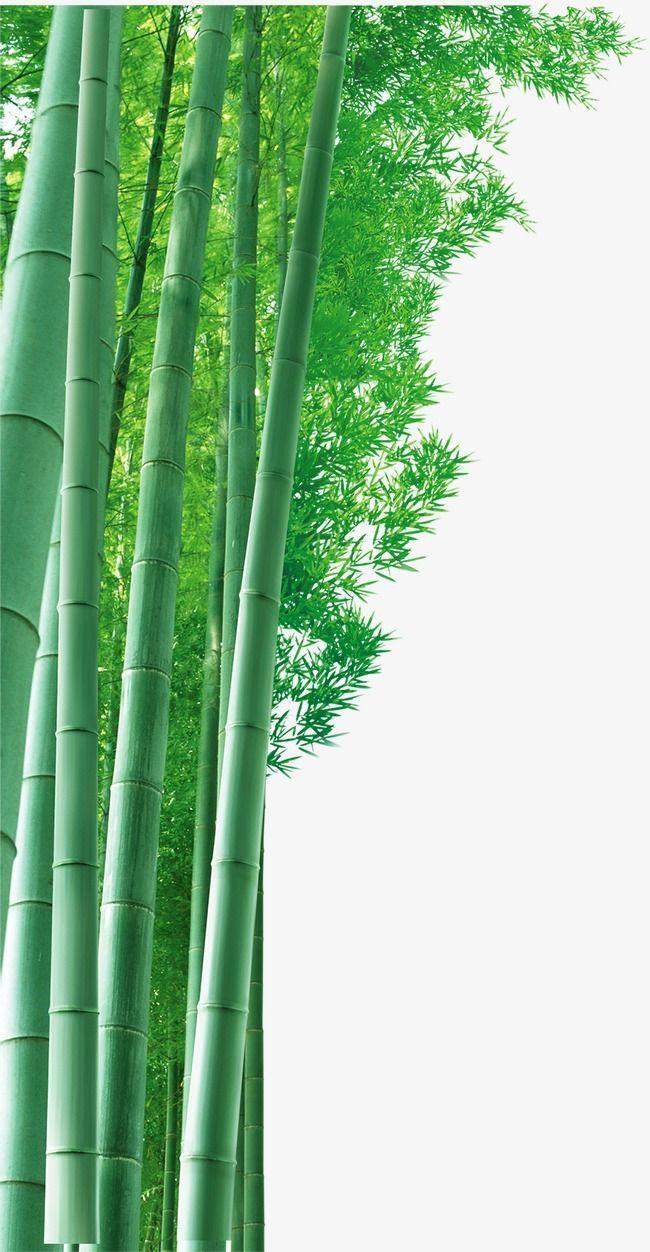 650x1252 Hd Bamboo Background Material, Bamboo Clipart, Bamboo, Background PNG Transparent Clipart Image and PSD File for Free Download. Bamboo background, Background, Bamboo