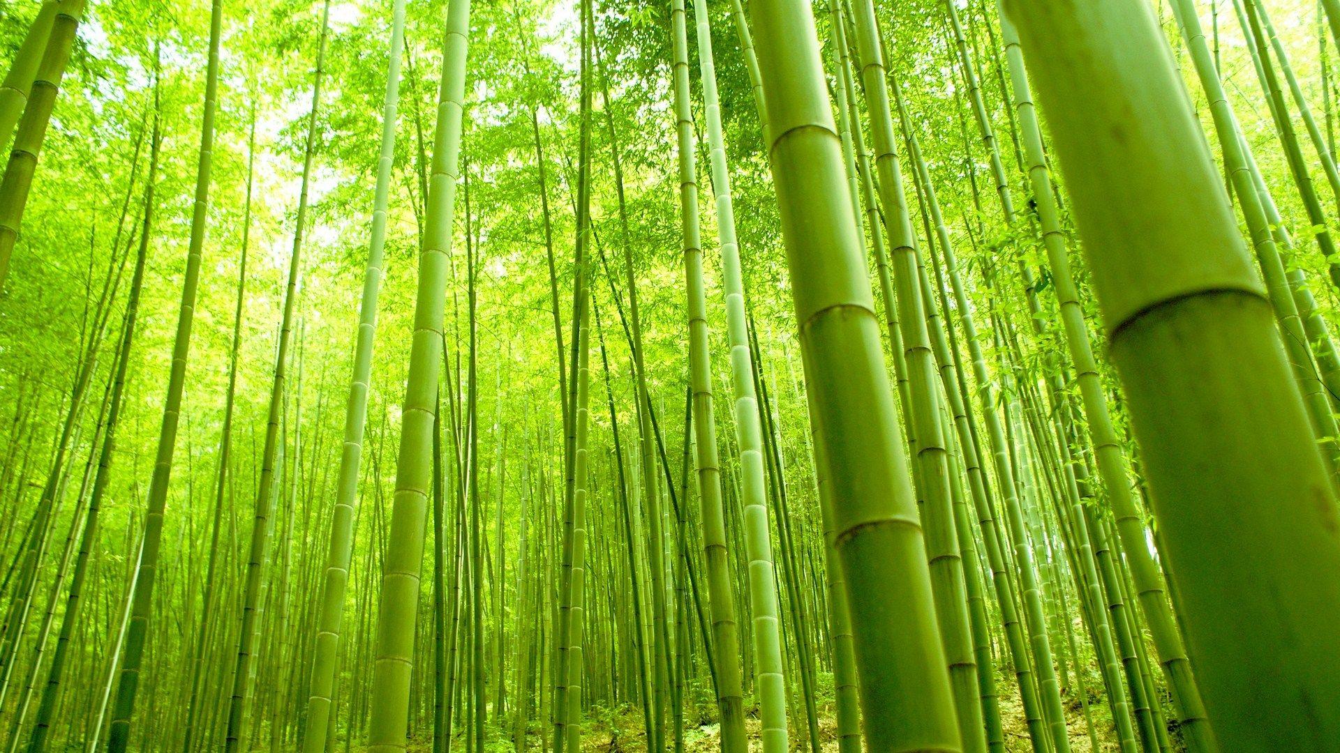1920x1080 Bamboo Background Background for Free PowerPoint Templates