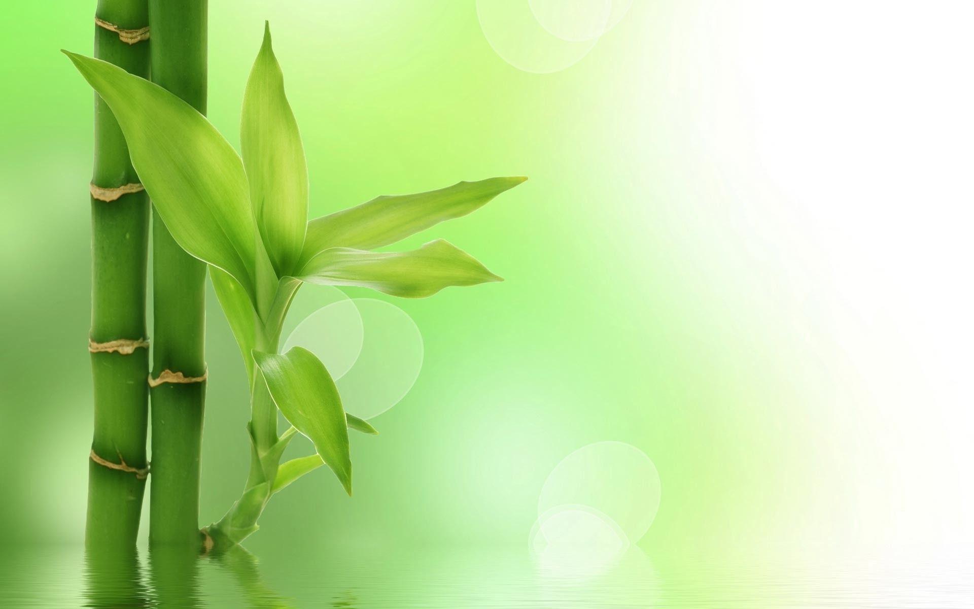 1920x1200 Bamboo Background Background for Free PowerPoint Templates