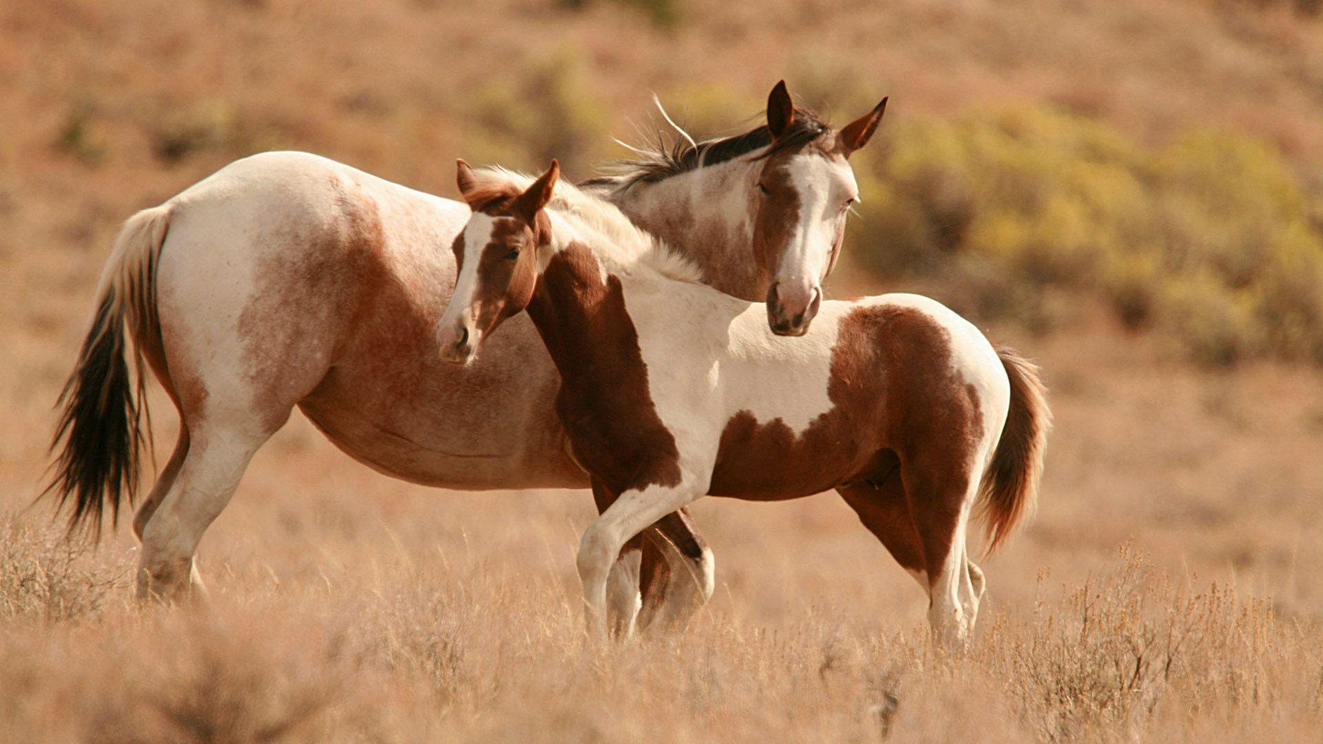 1920x1080 White and Brown Wallpaper
