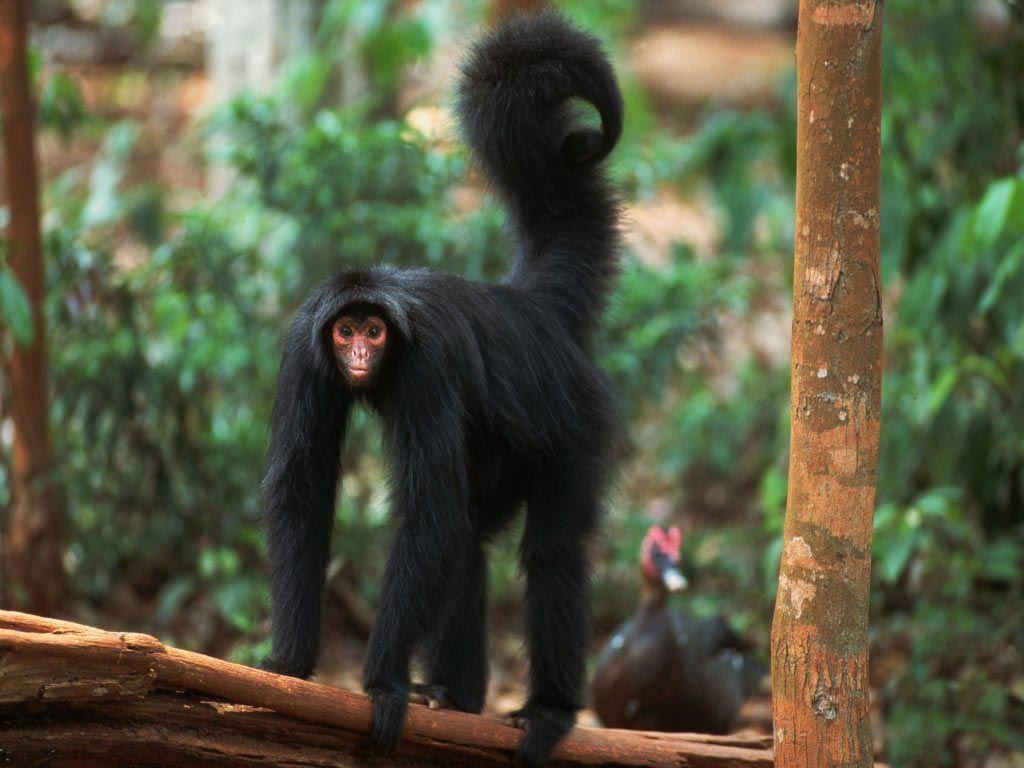 1024x768 Spider Monkey. Monkey picture, Spider monkey, Monkey wallpaper