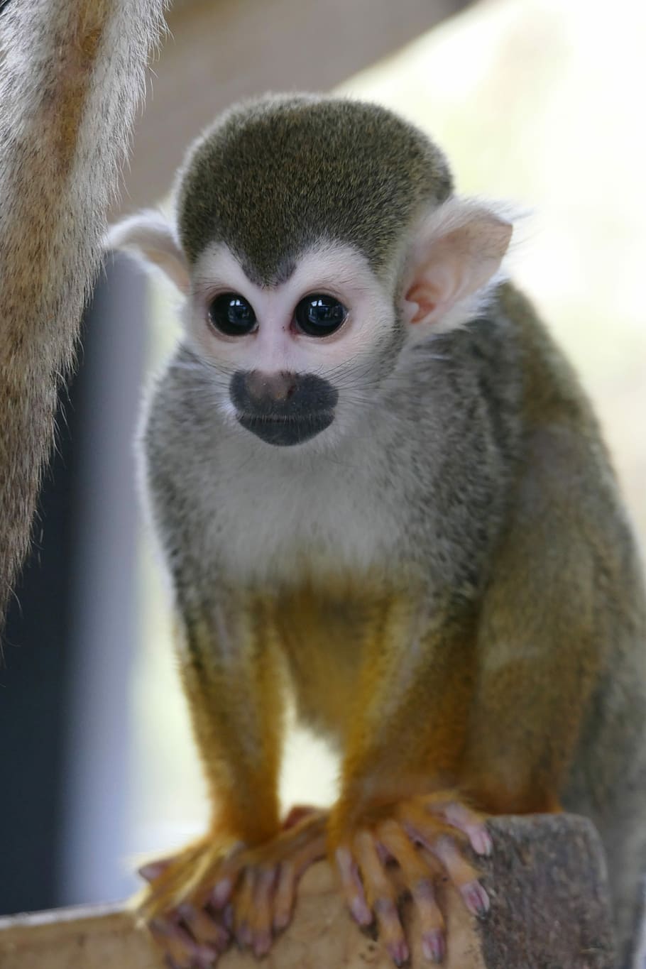 Spider Monkey Wallpapers - Top Free Spider Monkey Backgrounds