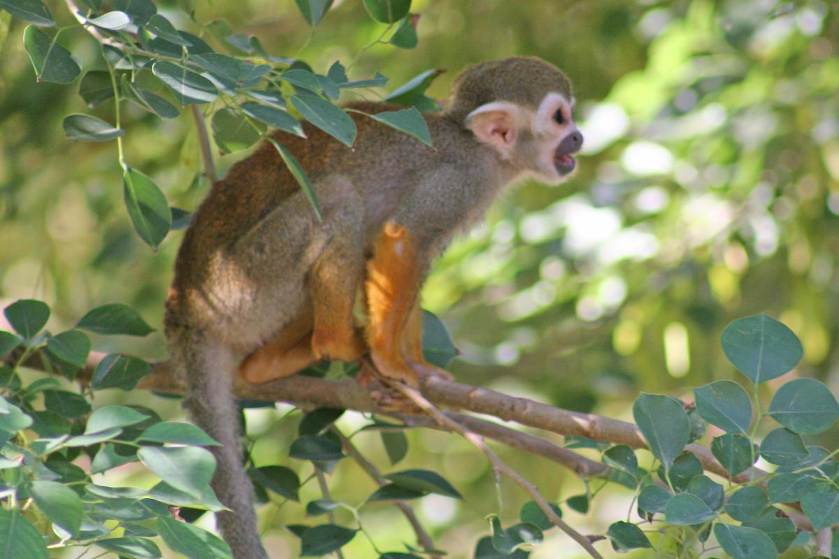 1200x800 My Background Blog: spider monkey wallpaper
