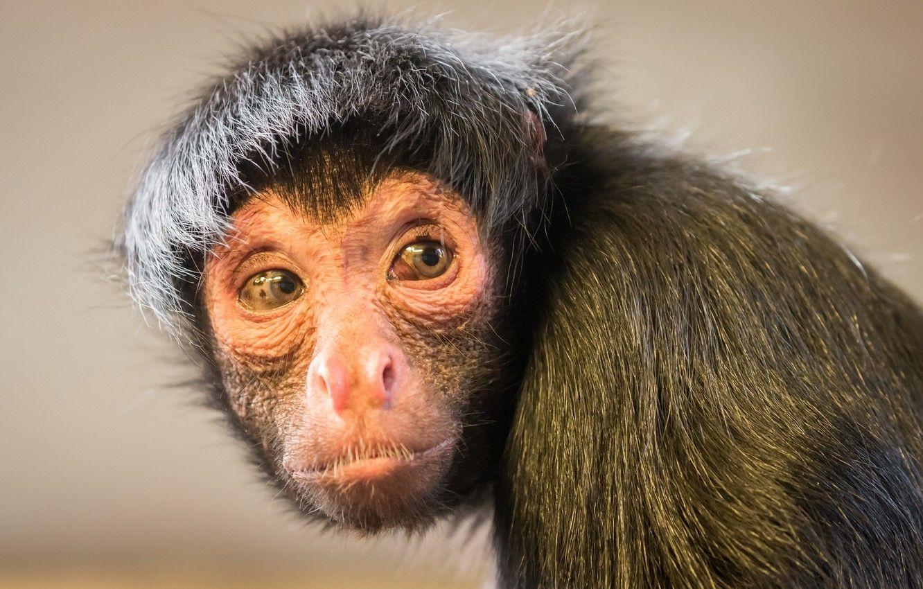 Artistic Where Can I Buy A Spider Monkey Wallpaper for Mobile Artistic Where Can I Buy A Spider Monkey Wallpaper for Mobile