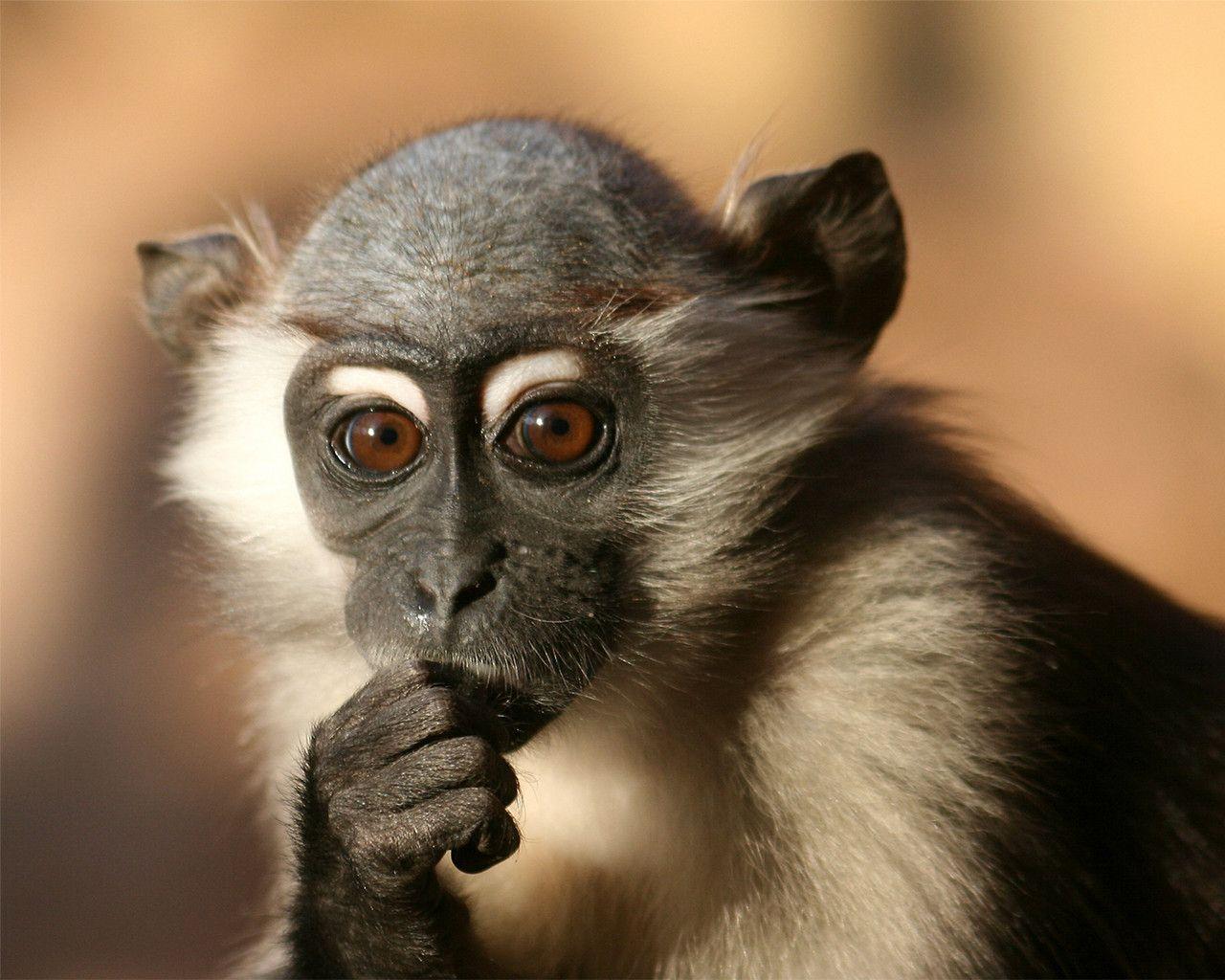 Vivid Where Can I Buy A Spider Monkey Image Photography Vivid Where Can I Buy A Spider Monkey Image Photography