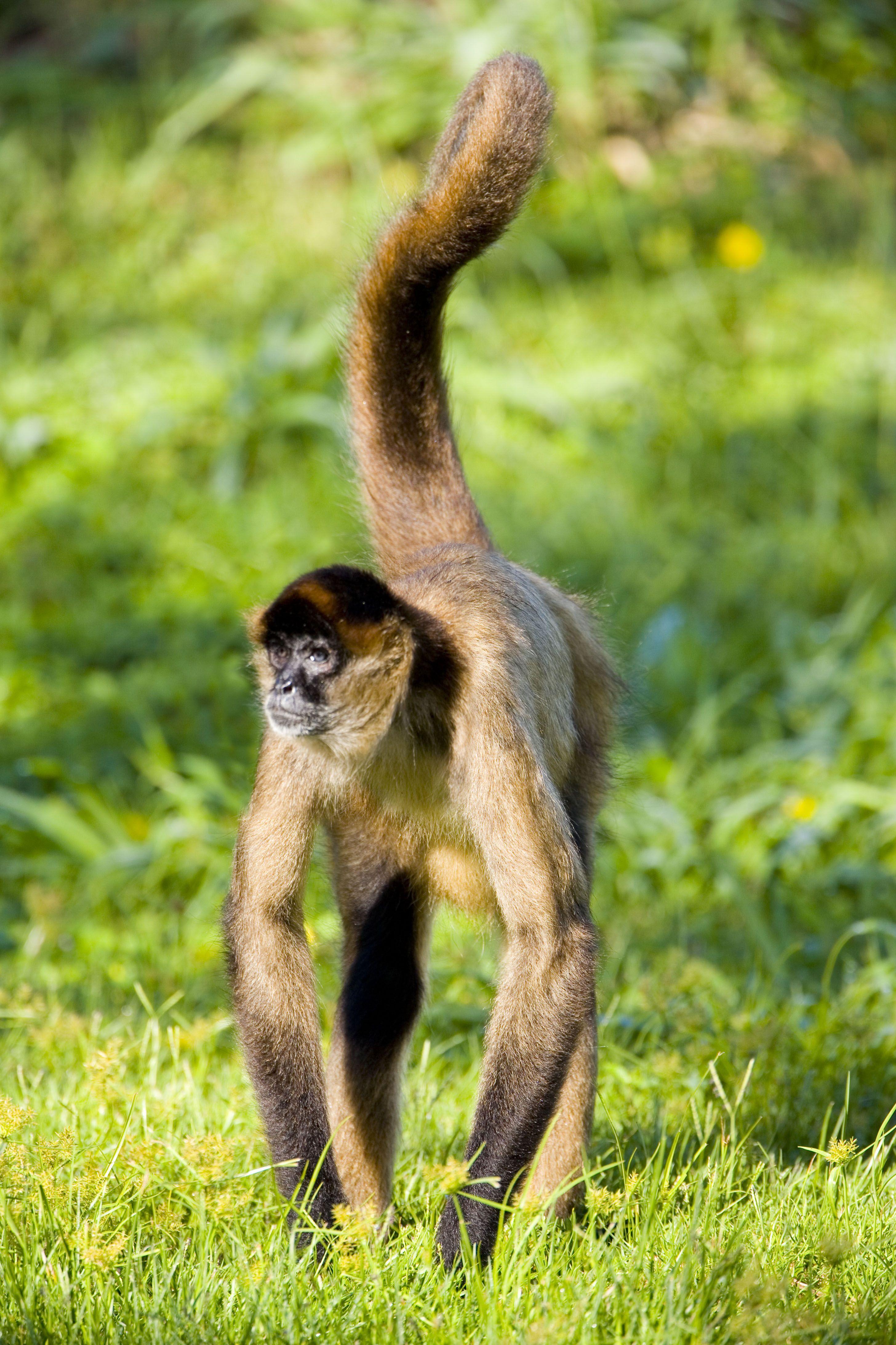 2912x4368 Spider Monkey Picture, Xcitefun Spider Monkey Picture