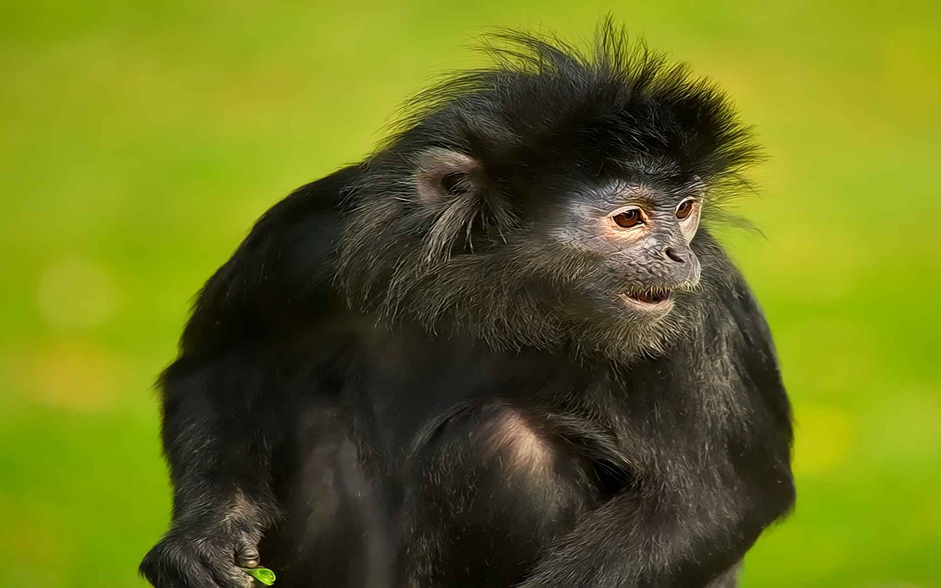 1920x1200 Spider Monkey Wallpaper. Spider Monkey Picture. Cool