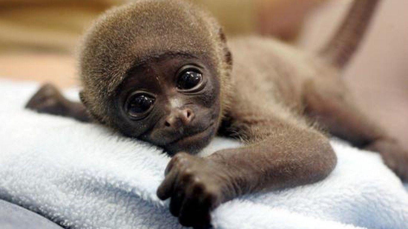 1366x768 Cute Baby Animal Wallpaper Baby Spider Monkey Wallpaper & Background Download