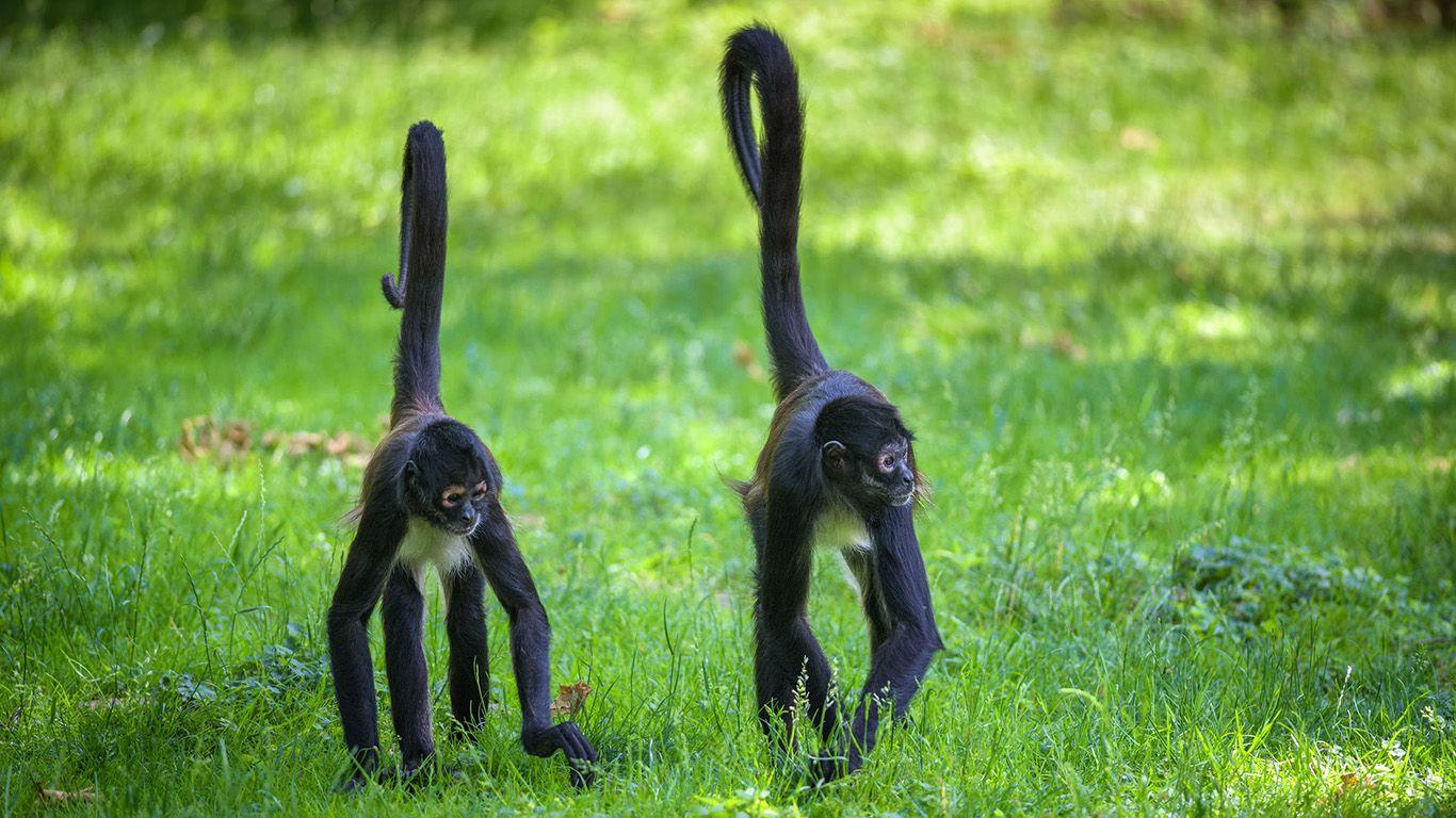 Spider Monkey Wallpapers Top Free Spider Monkey Backgrounds