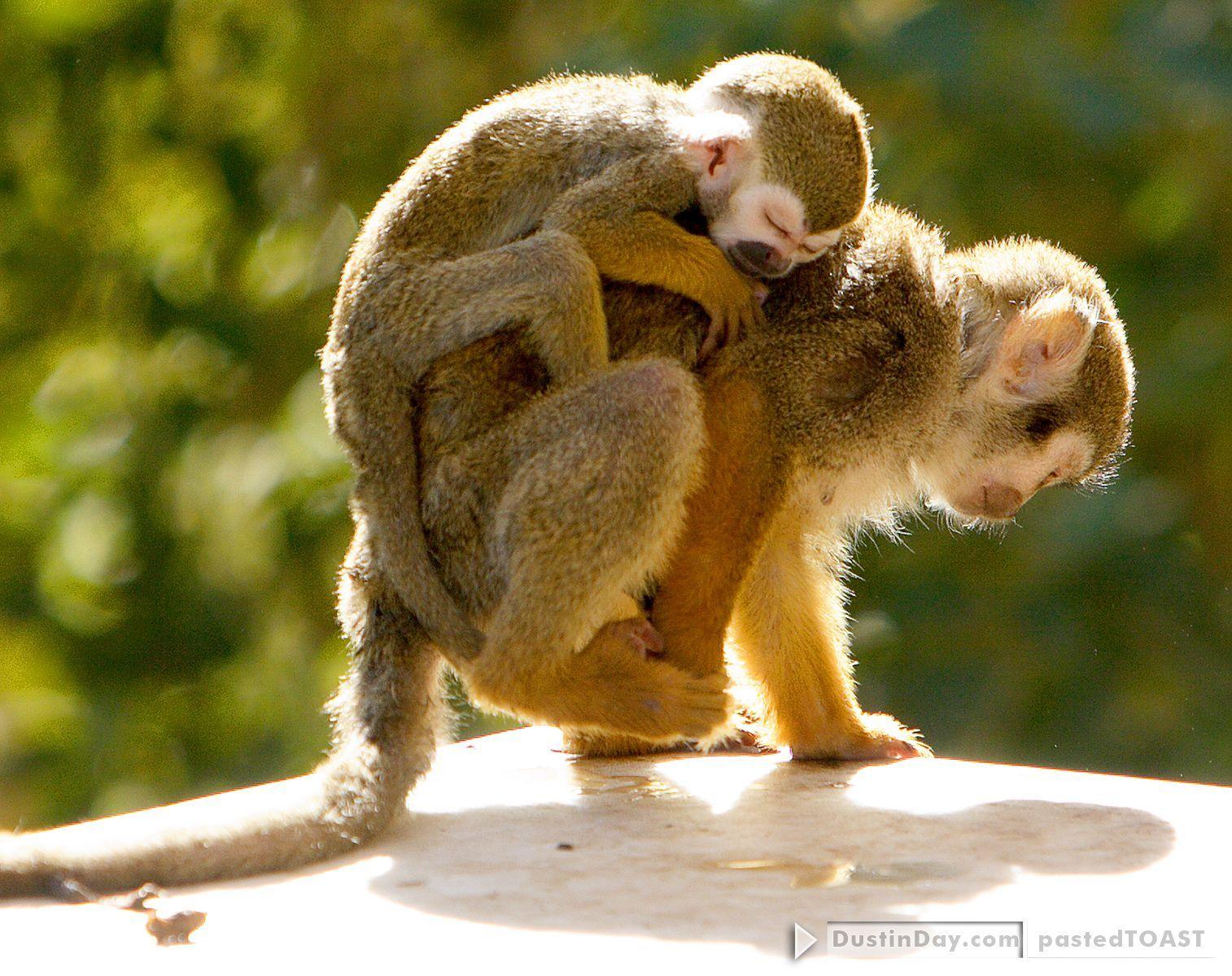 1514x1200 Rivera #Maya has #sanctuary 4 what #animal? #Spider #Monkey R #escued from former #pets & #circus #animals. #M. Monkey picture, Types of monkeys, Spider monkey