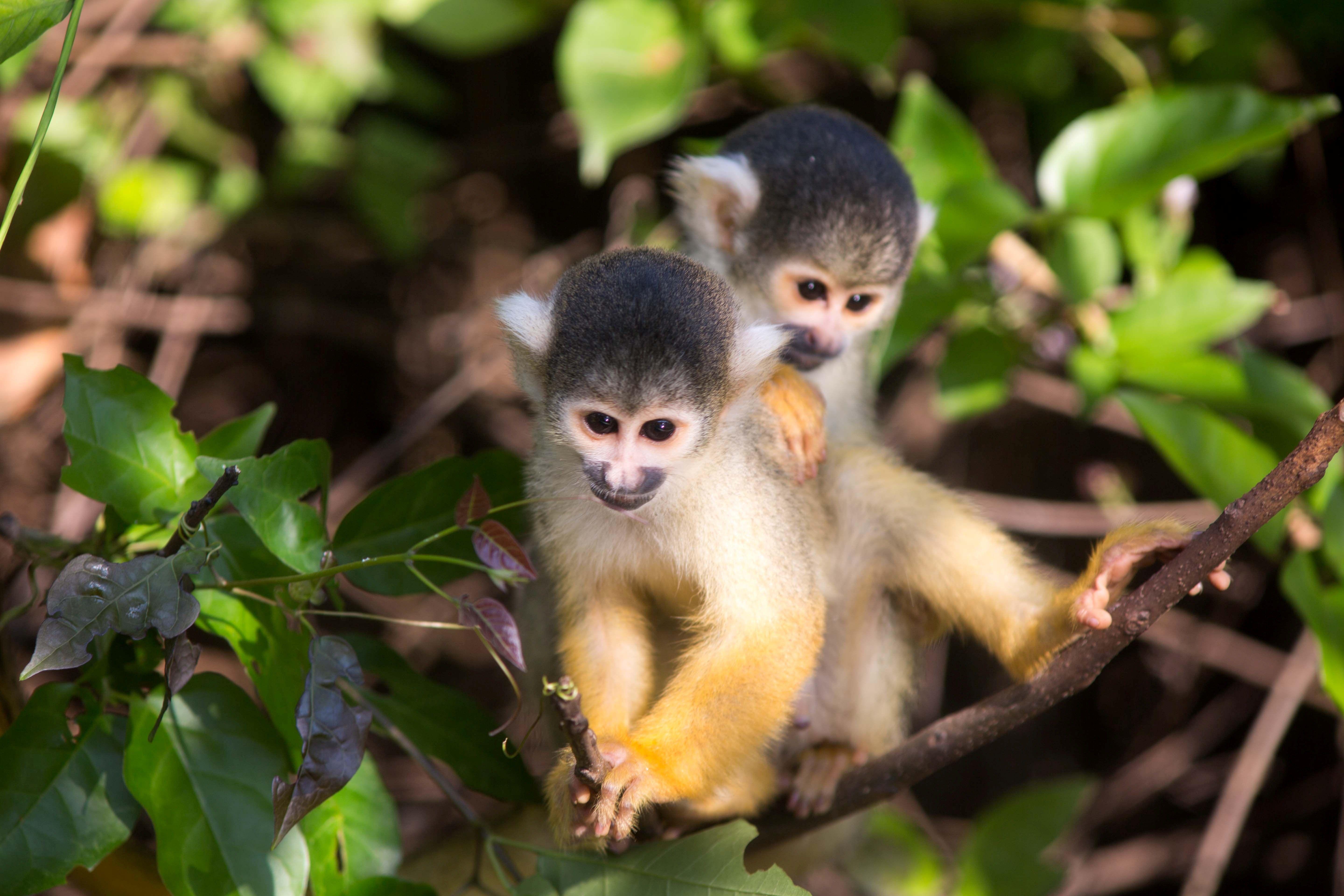 5760x3840 Two Monkey in Forest Tree HD Wallpaper