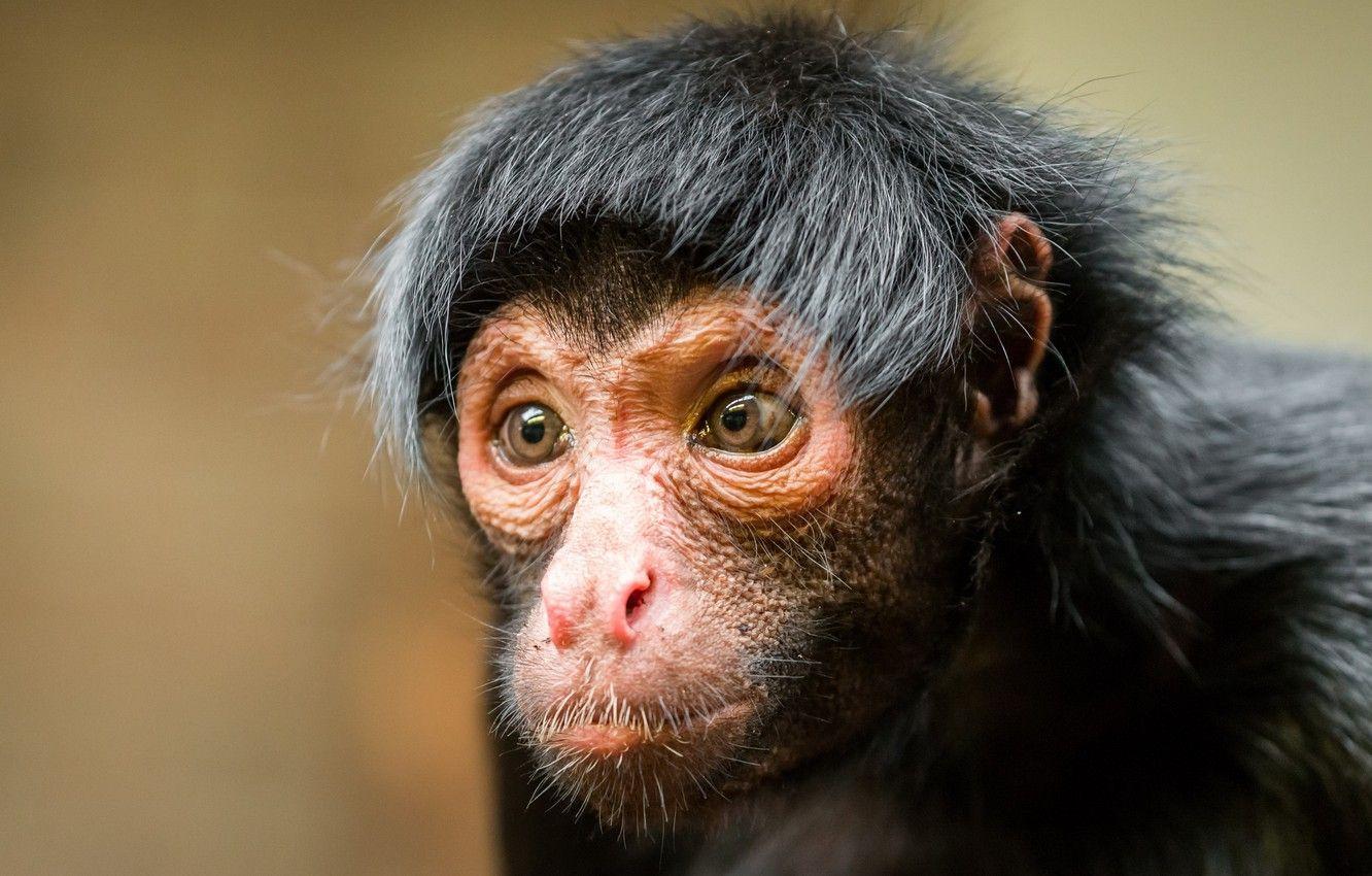 1332x850 Wallpaper look, monkey, Black spider monkey image for desktop, section животные