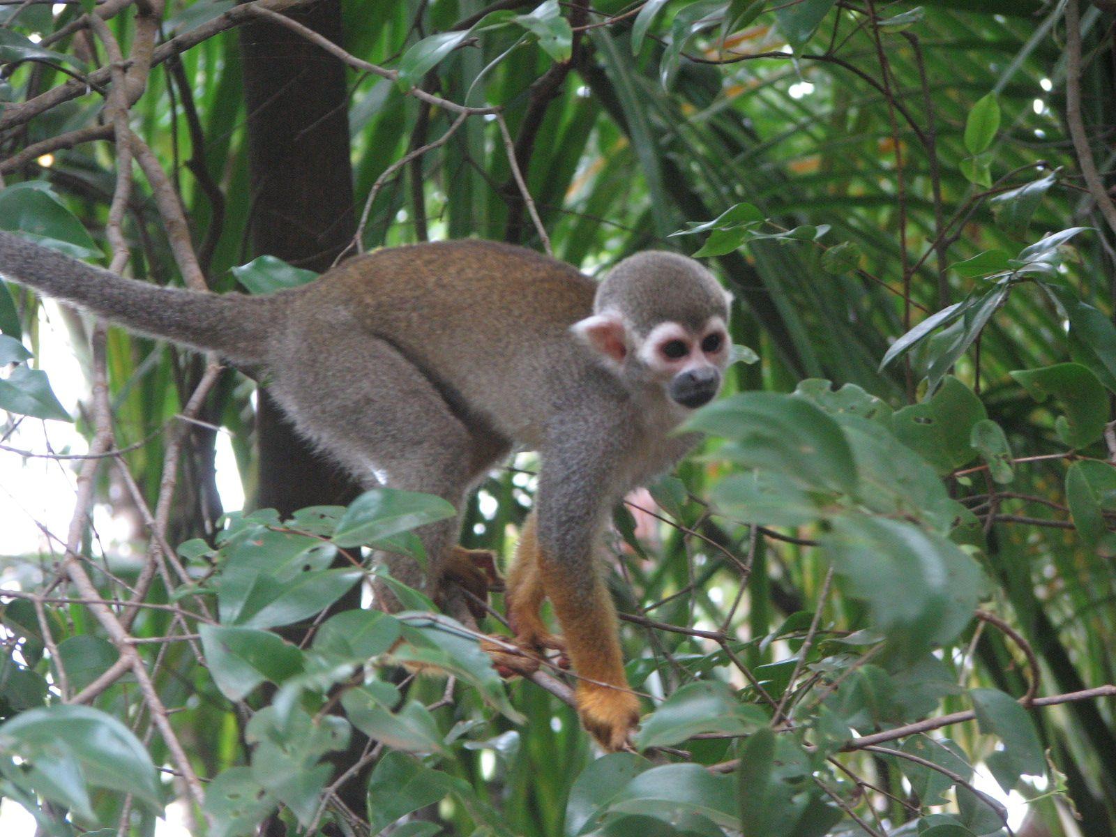 1600x1200 Spider Monkey Wallpaper. Spider Monkey Picture. Cool Wallpaper 252 - Spider Monkey Wallpaper