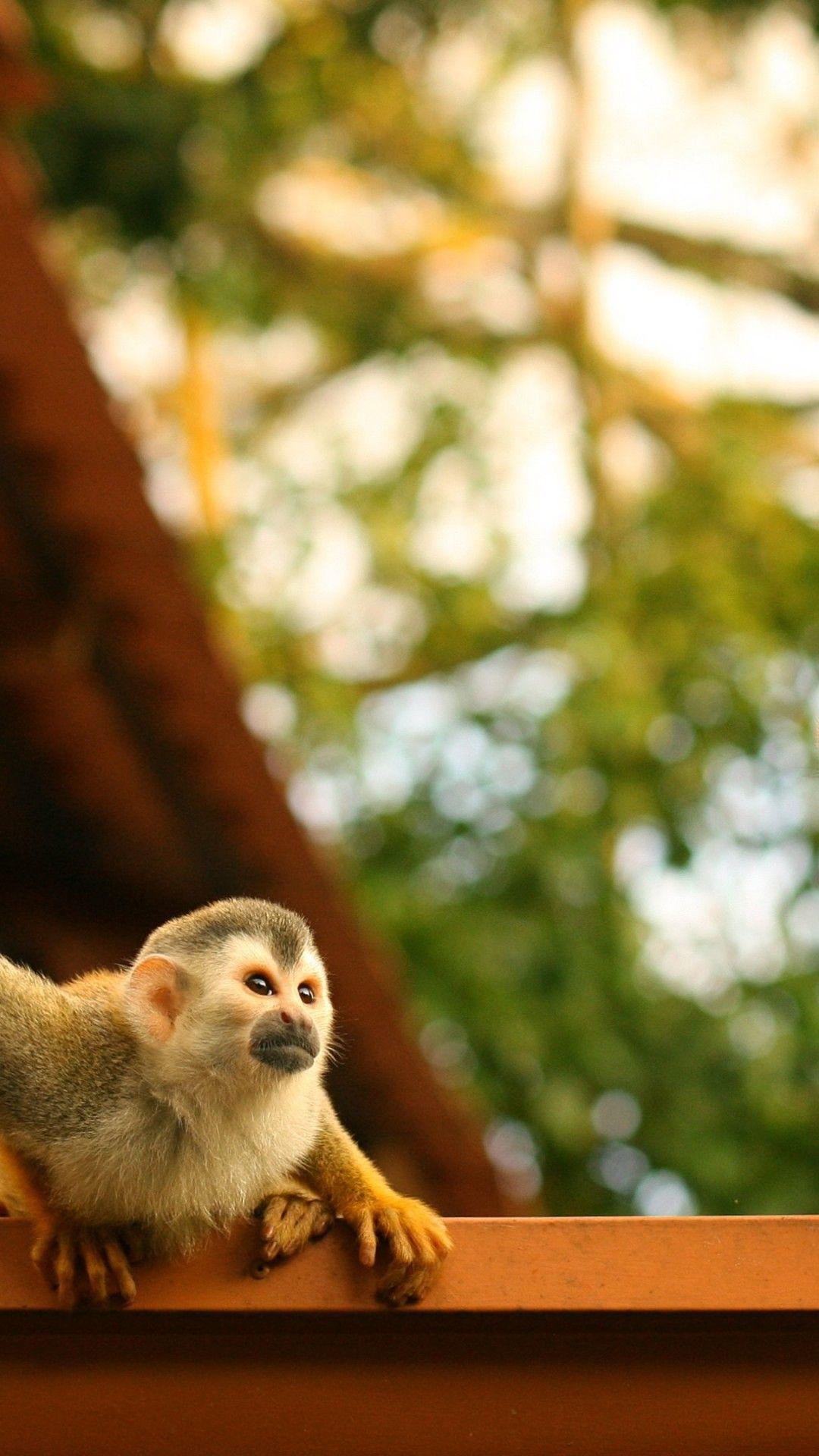 1080x1920 Spider Monkey Background HD Wallpaper 79813