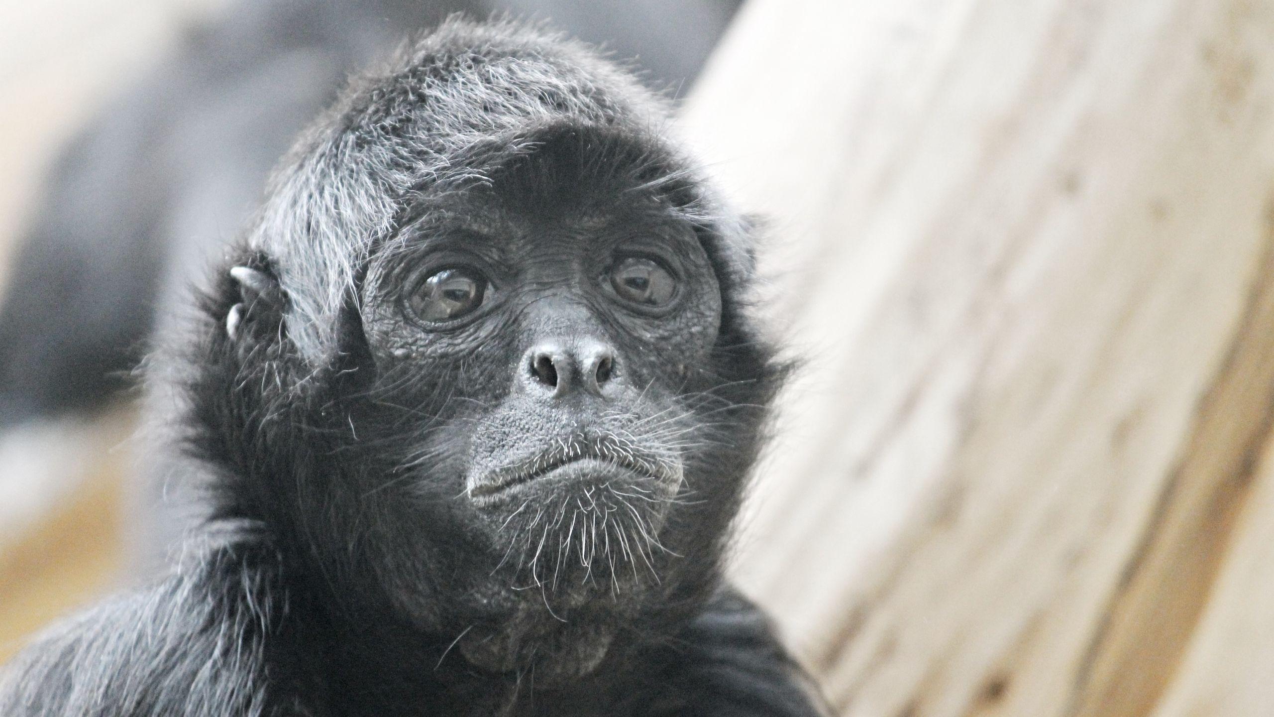 2560x1440 Desktop Wallpaper Spider Monkey, Monkey, Black Animal, Muzzle, HD Image, Picture, Background, S93obh