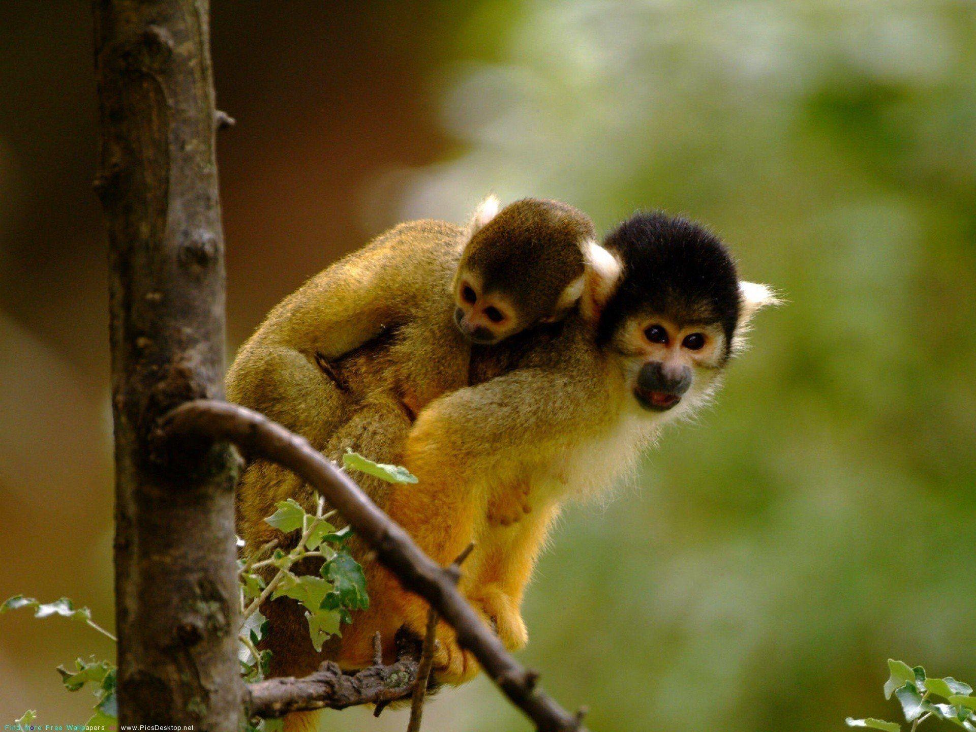 1920x1440 monkeys Wallpaper HD / Desktop and Mobile Background