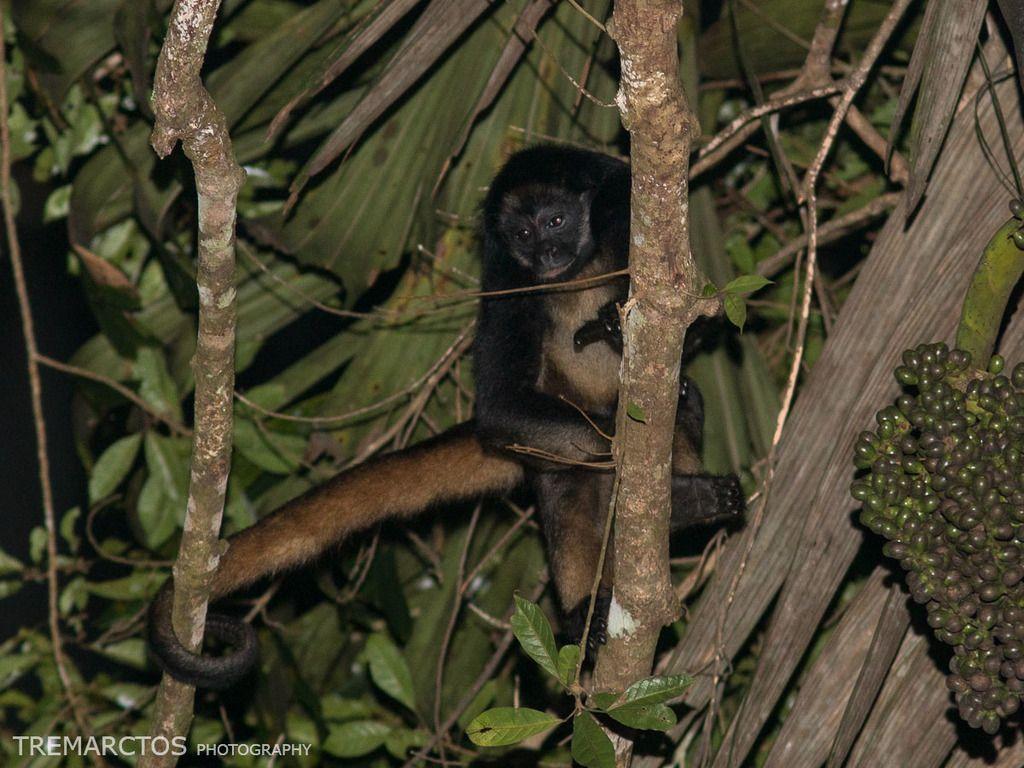 1024x768 Photos Of White Bellied Spider Monkey (Ateles Belzebuth) · INaturalist