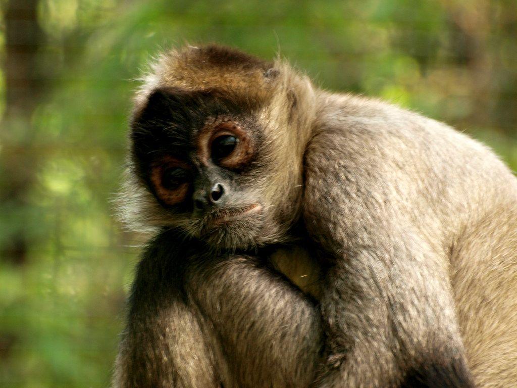 1024x768 Monkey Live Wallpaper HD Wallpaper