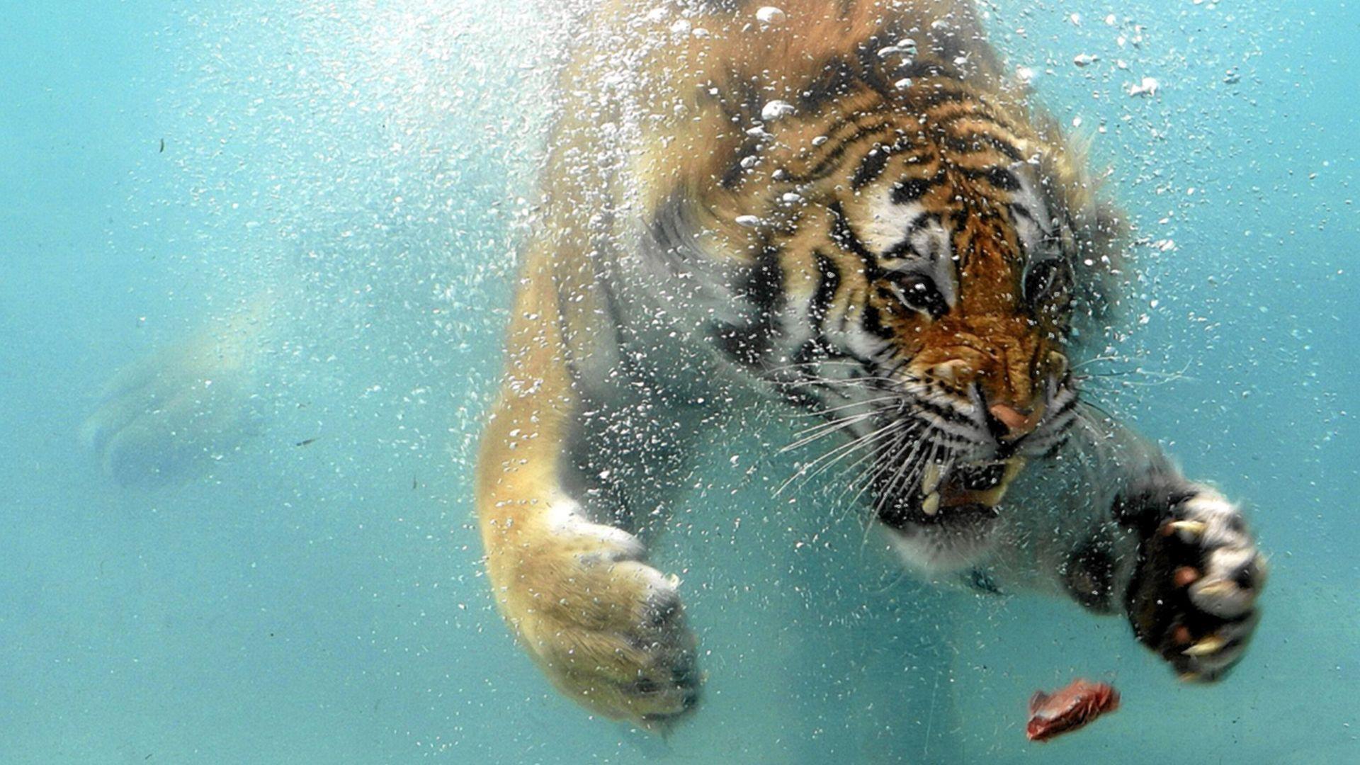1920x1080 Tiger HD Wallpaper Free Download