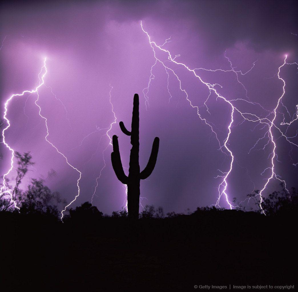 1044x1023 Cactus silhouetted against lightning, Tucson, Arizona. Lightning storm, Cactus silhouette, Lightning