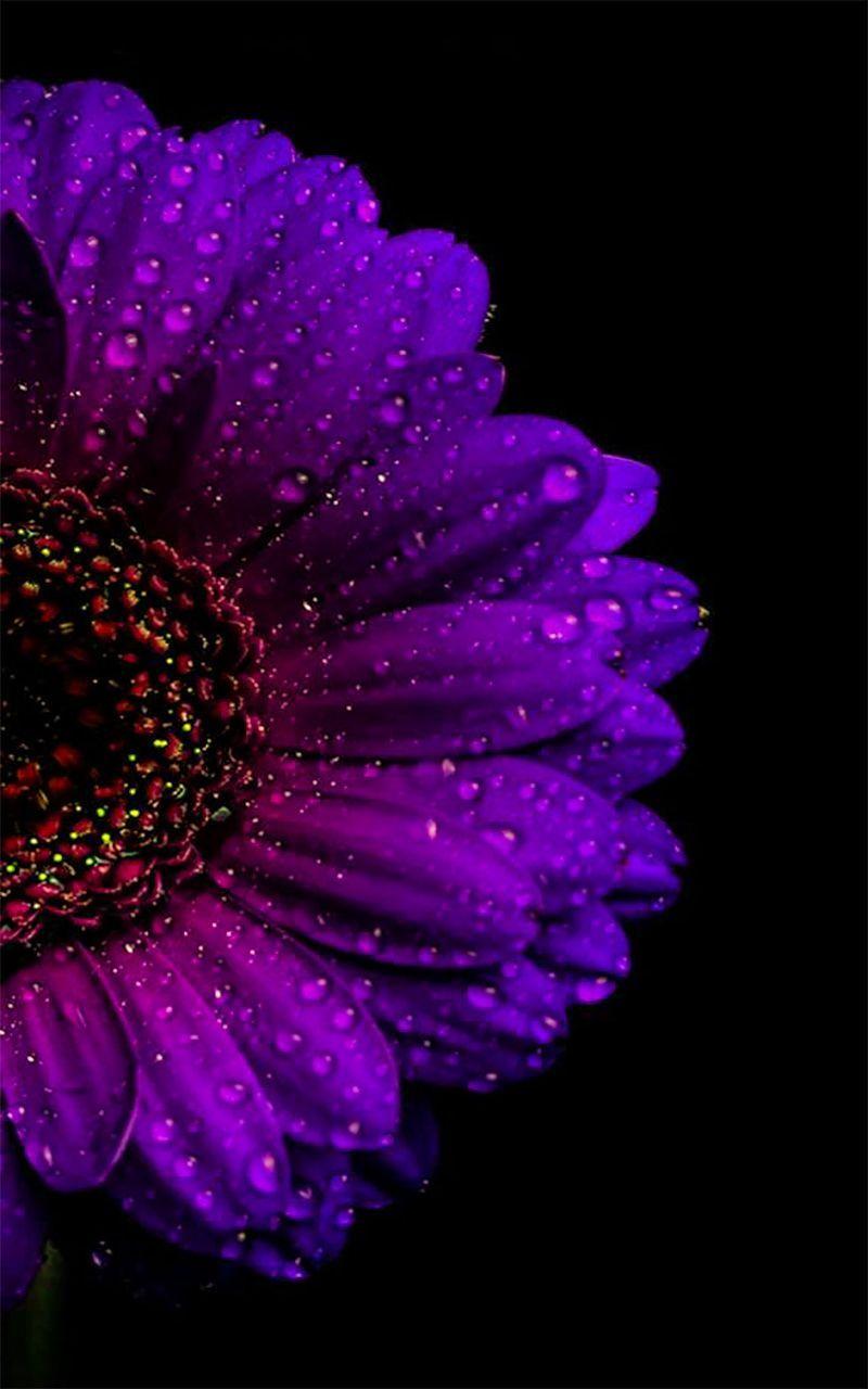 800x1280 sunflower wallpaper for android. Purple flowers wallpaper, Purple wallpaper phone, Flower background wallpaper