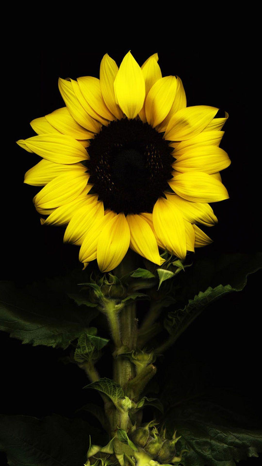 1080x1920 Black Sunflower Wallpaper