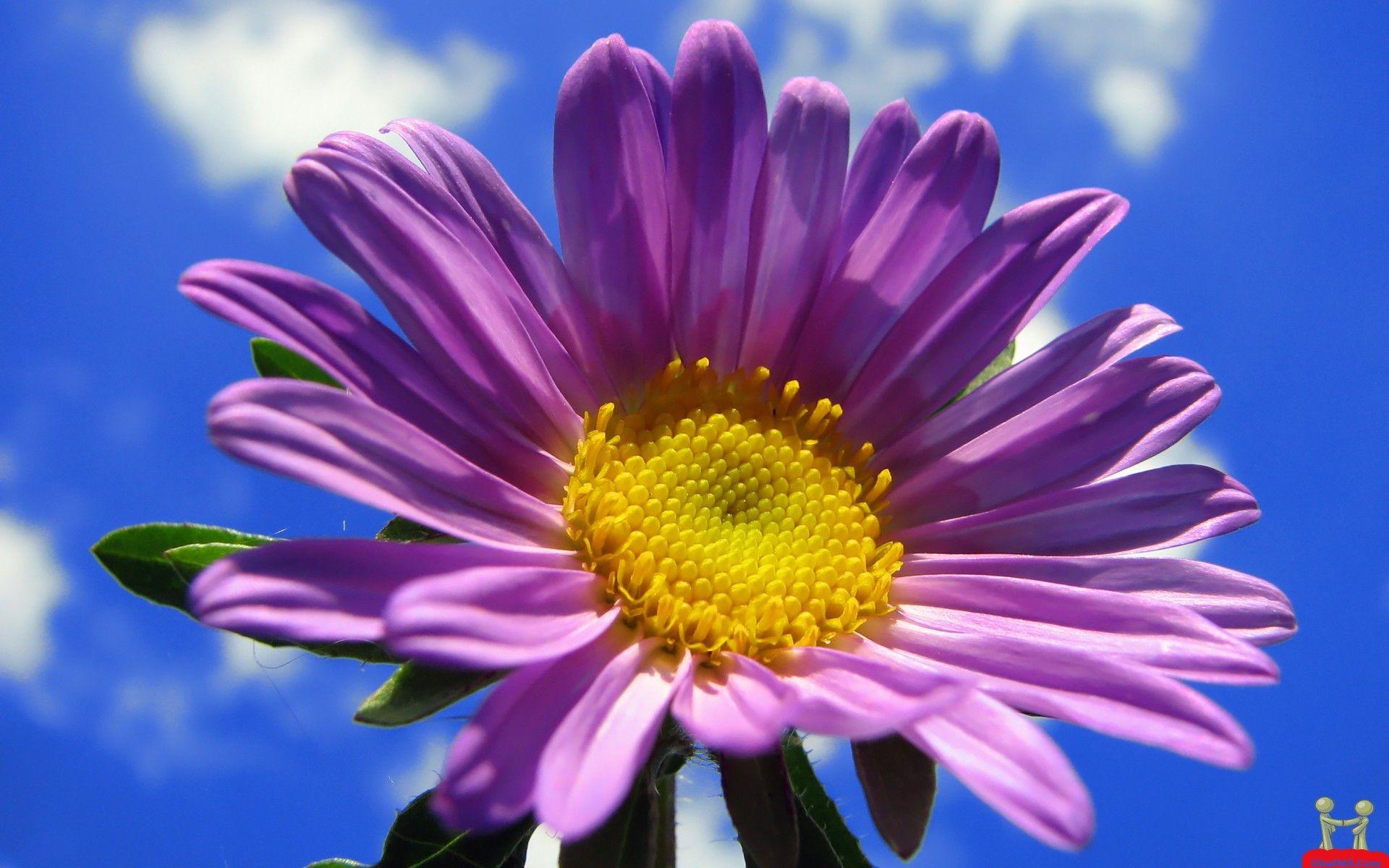 1920x1200 Free download Purple Sunflower HD Nature Wallpaper E Entertainment [1920x1200] for your Desktop, Mobile & Tablet. Explore Purple Nature Wallpaper. Purple and Blue Wallpaper, HD Wallpaper Purple, Free Purple Wallpaper Downloads