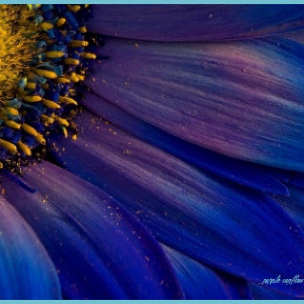 Purple Sunflower Wallpapers - Top Free Purple Sunflower Backgrounds