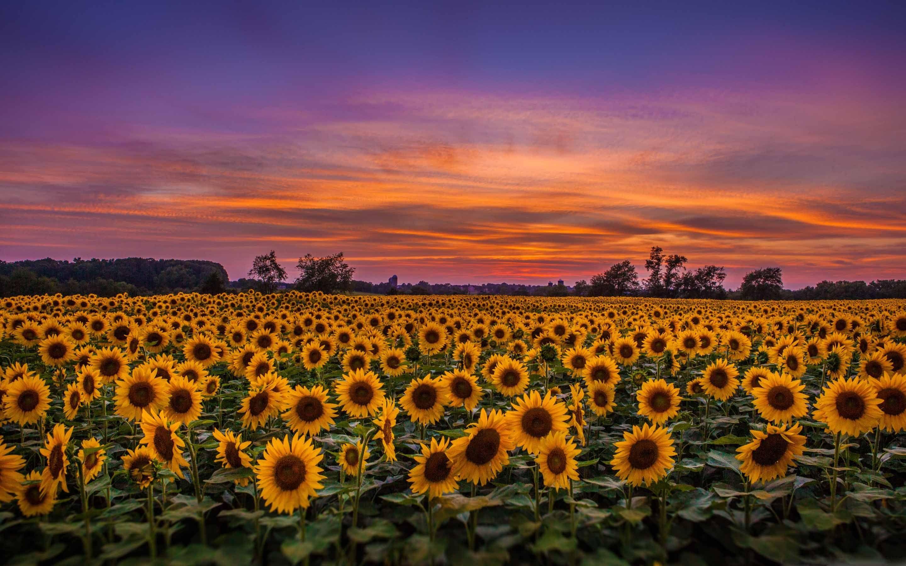 2880x1800 Sunflower Field Mac Wallpaper Download