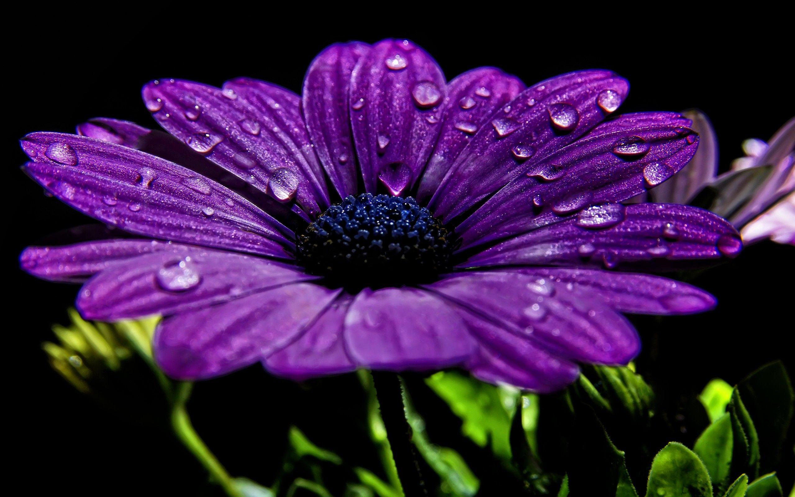 2560x1600 Purple Wallpaper and Background HD Wallpaper of Purple