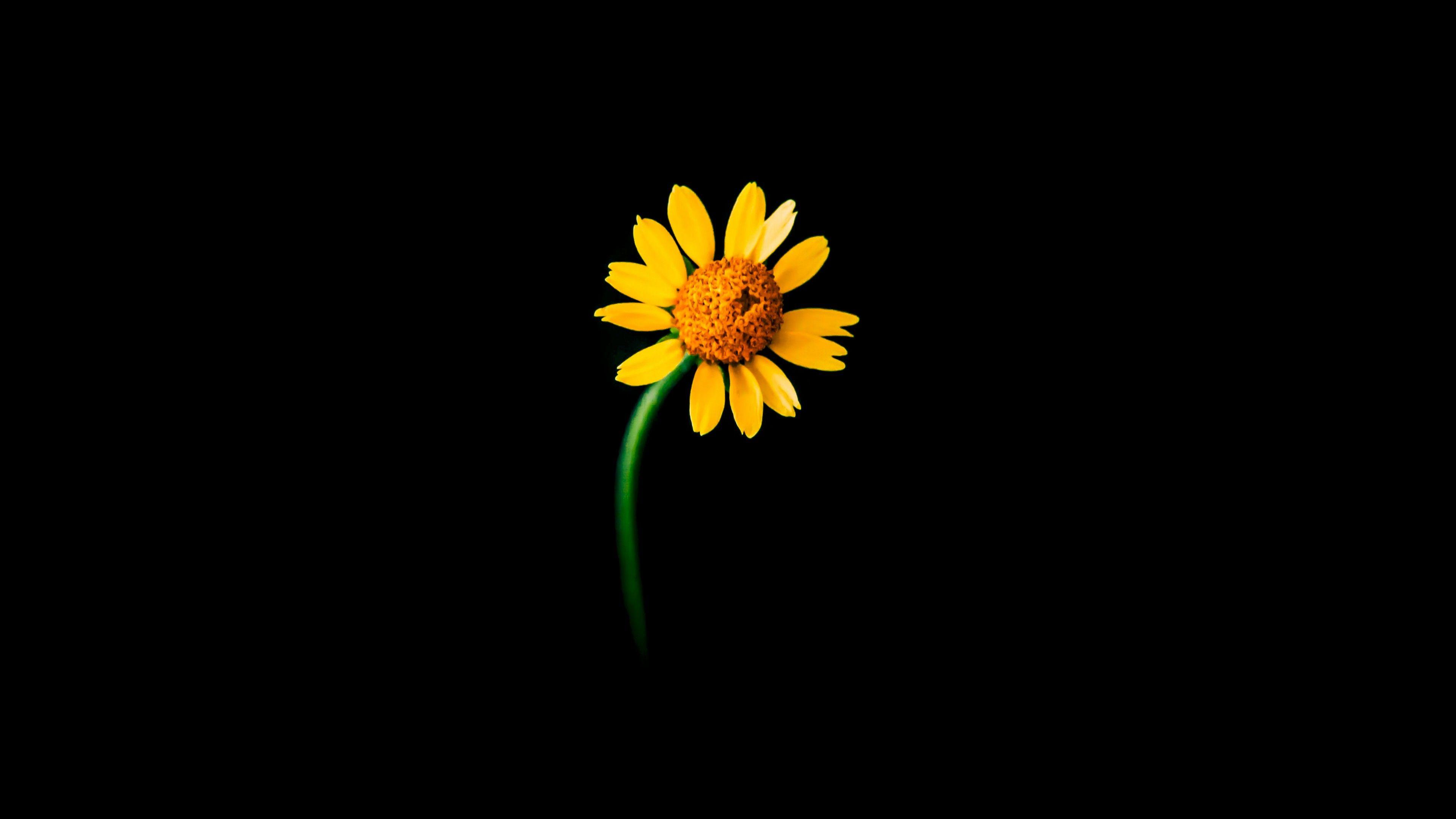 3840x2160 Sunflower 4K Wallpaper, Lonely, Black background, 5K, Flowers