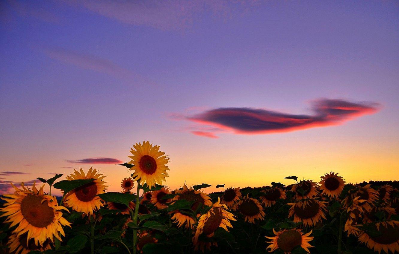 1332x850 Sunflower Wallpaper and Background HD Wallpaper of Sunflower