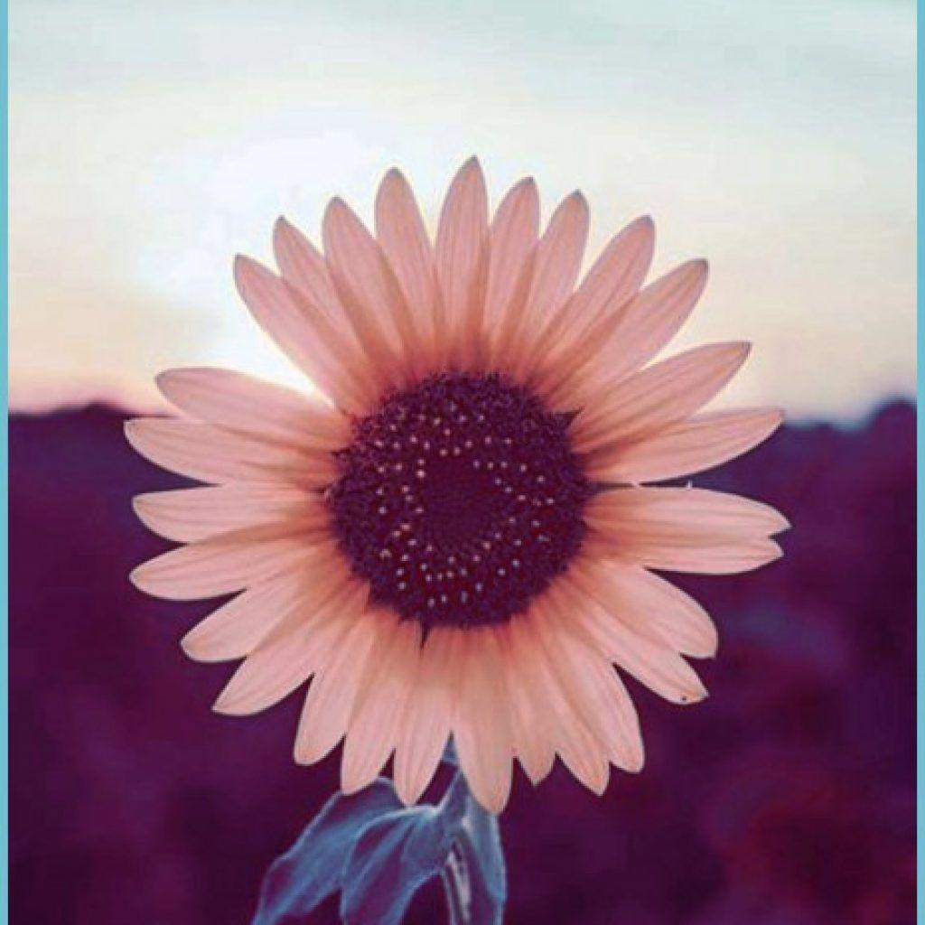 Purple Sunflower Wallpapers - Top Free Purple Sunflower Backgrounds