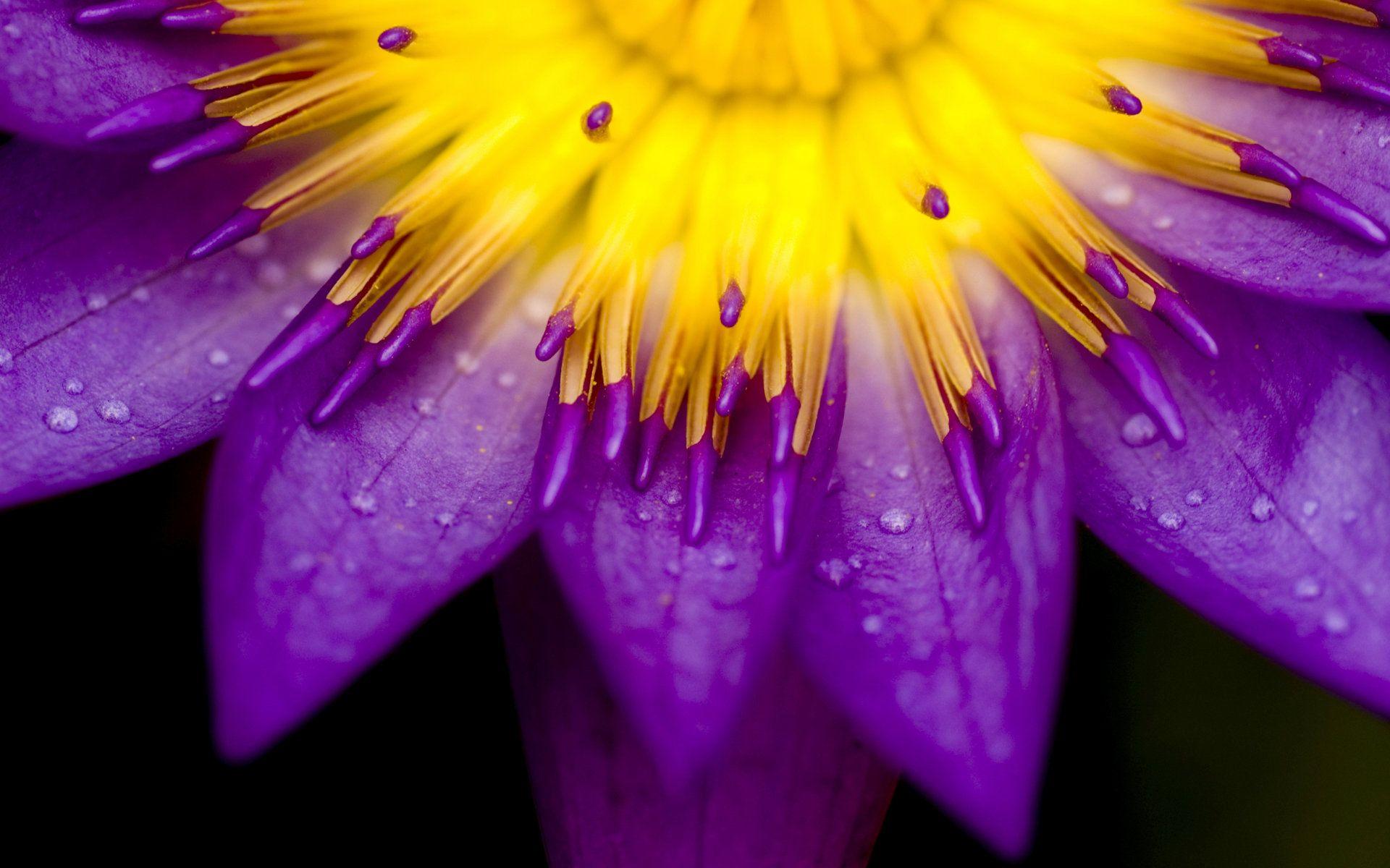1920x1200 Nature, wallpaper, desktop, beautiful
