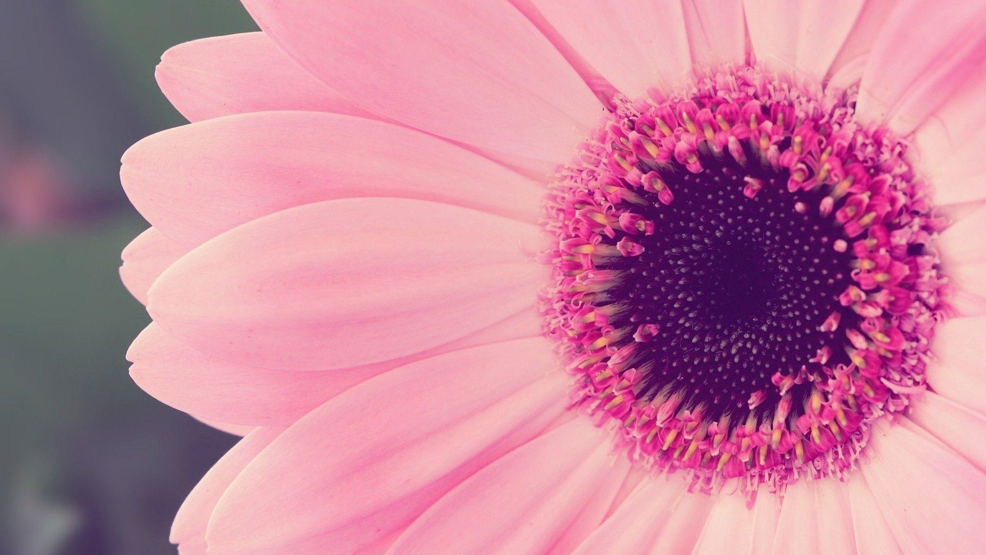 1920x1080 Girly Sunflower Background Wallpaper 23480