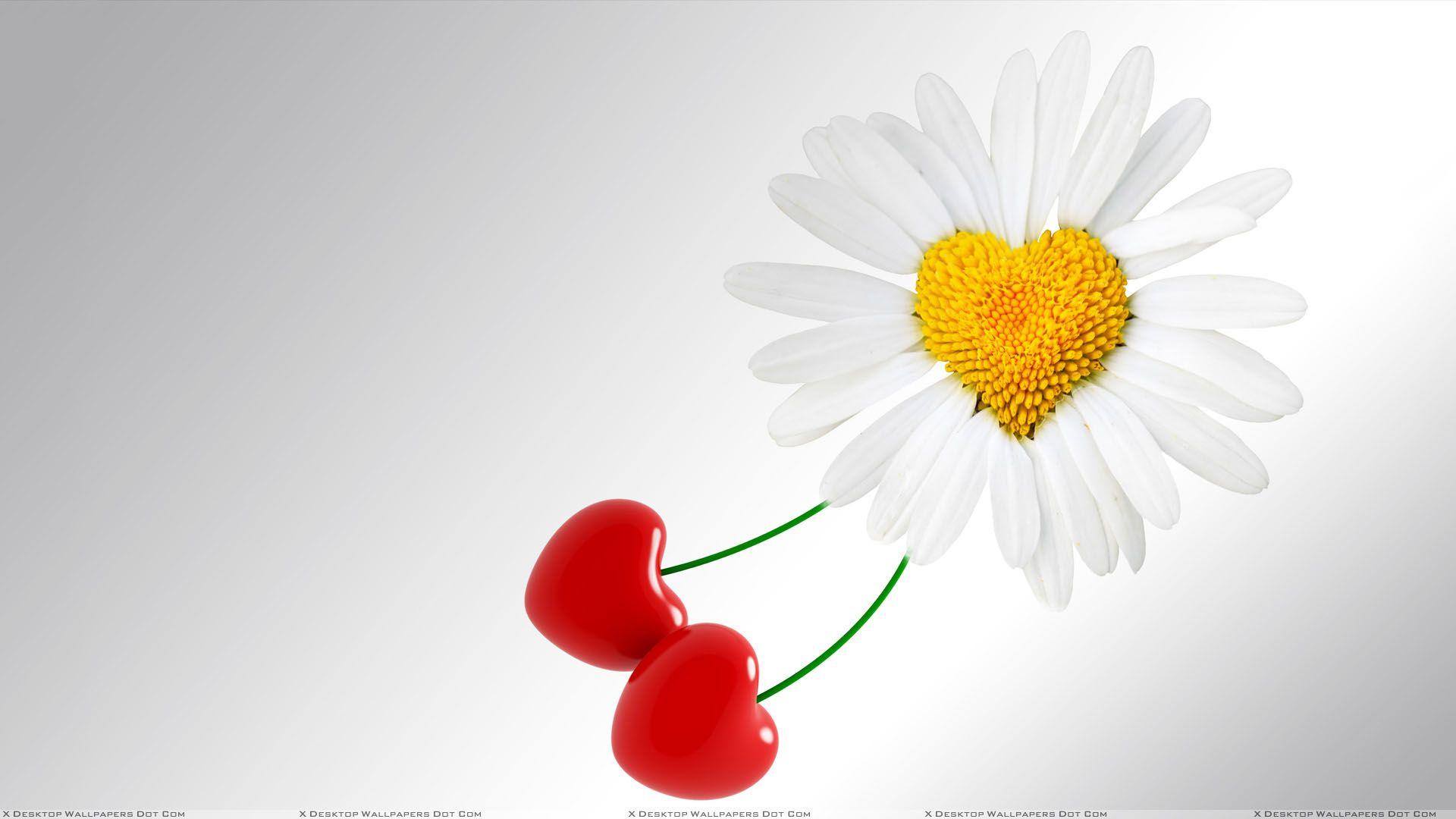 White Sunflower Wallpapers - Top Free White Sunflower Backgrounds