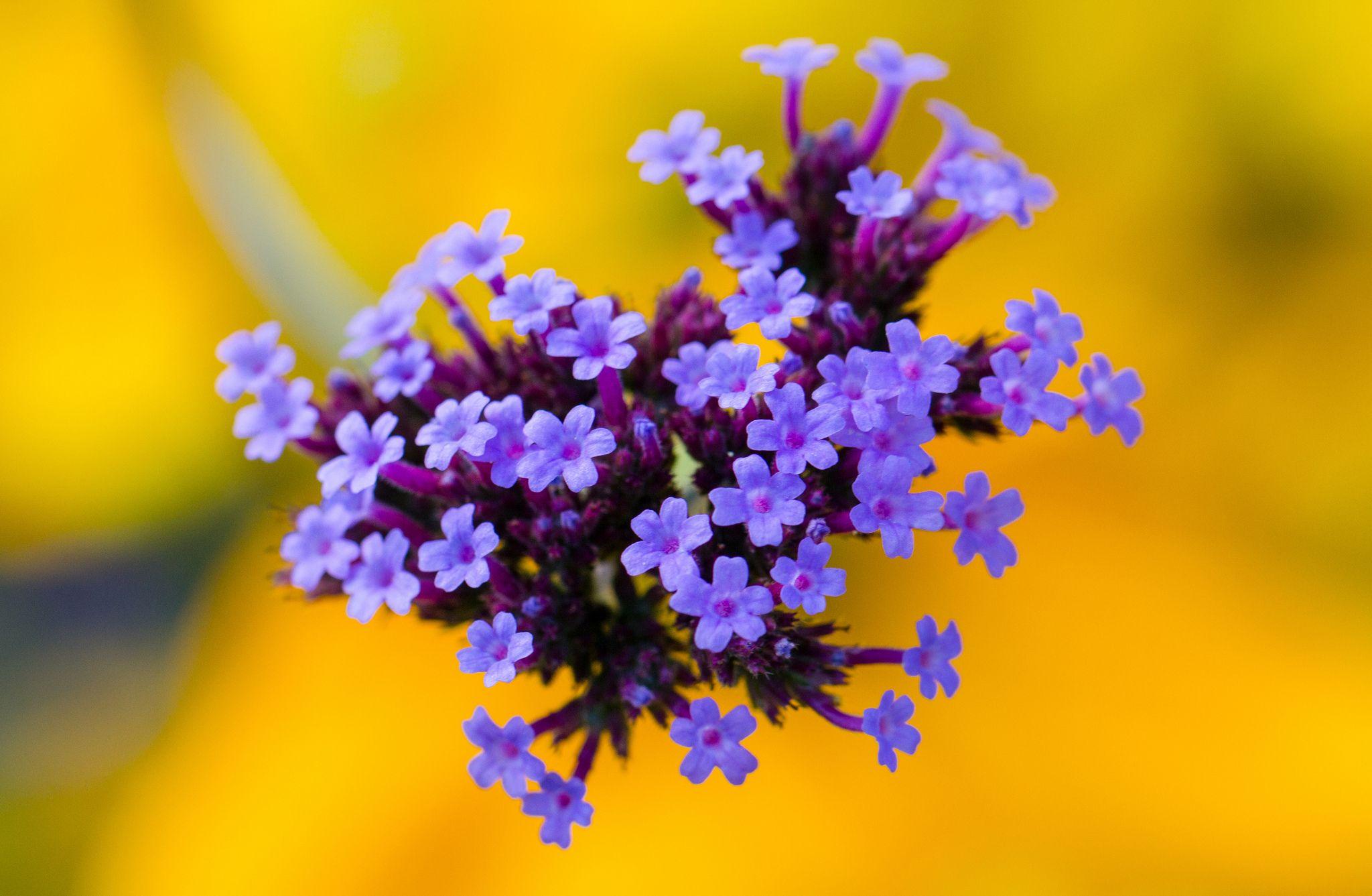 2048x1337 Yellow Flowers HD Wallpaper Flower Purple Background Wallpaper & Background Download
